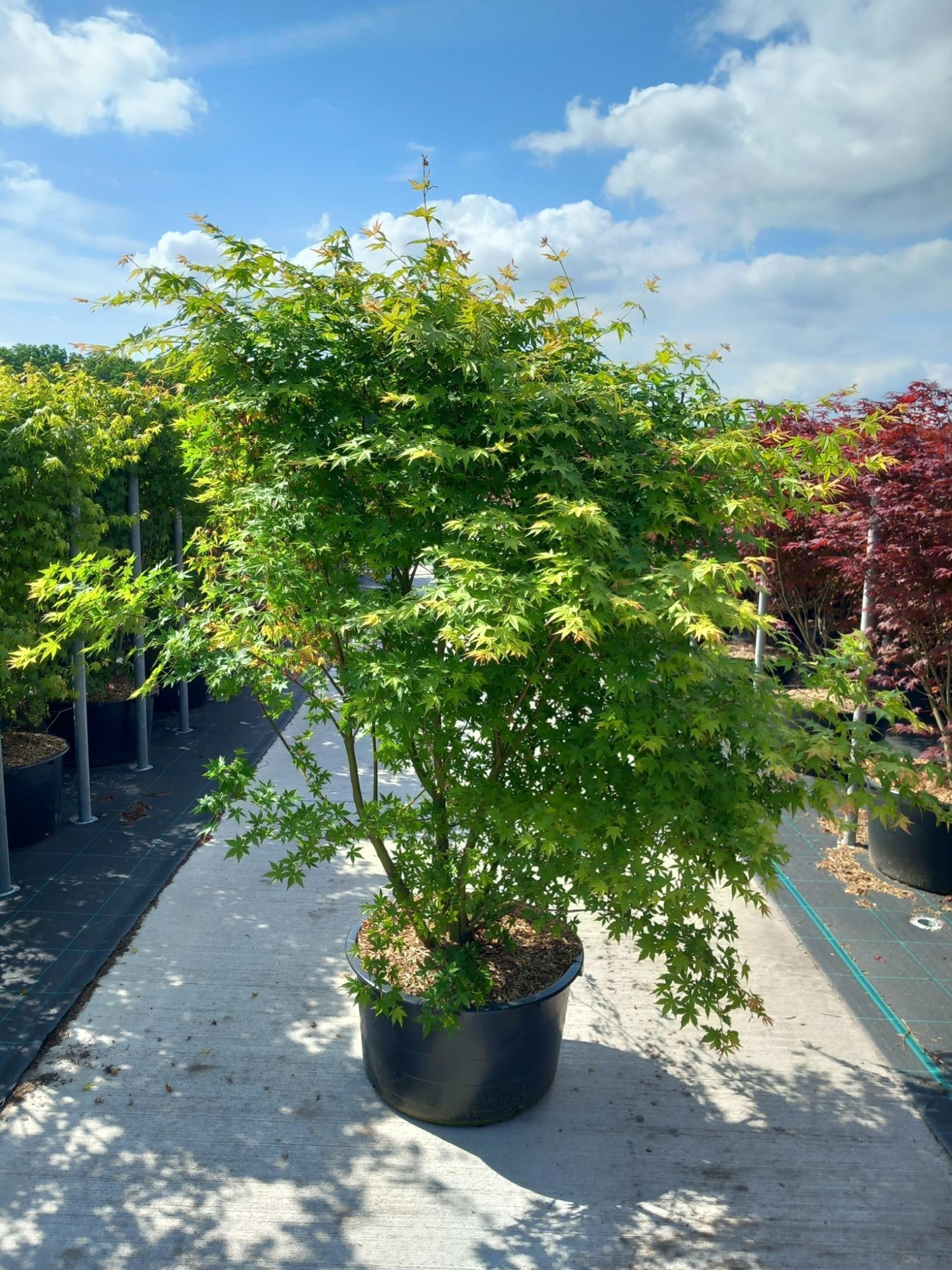Acer palmatum, D 60 cm