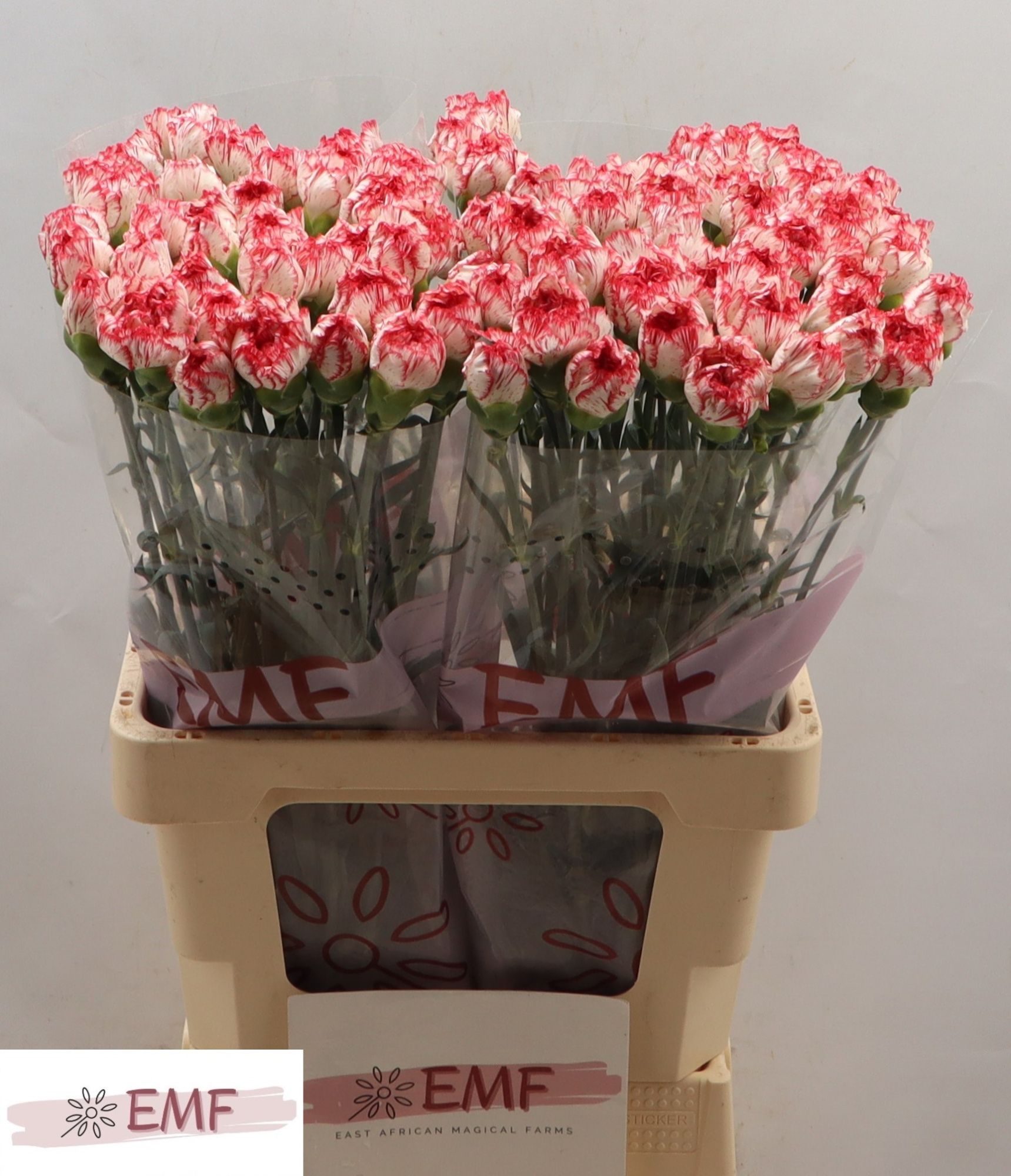 Диантус од. Корали, шт.