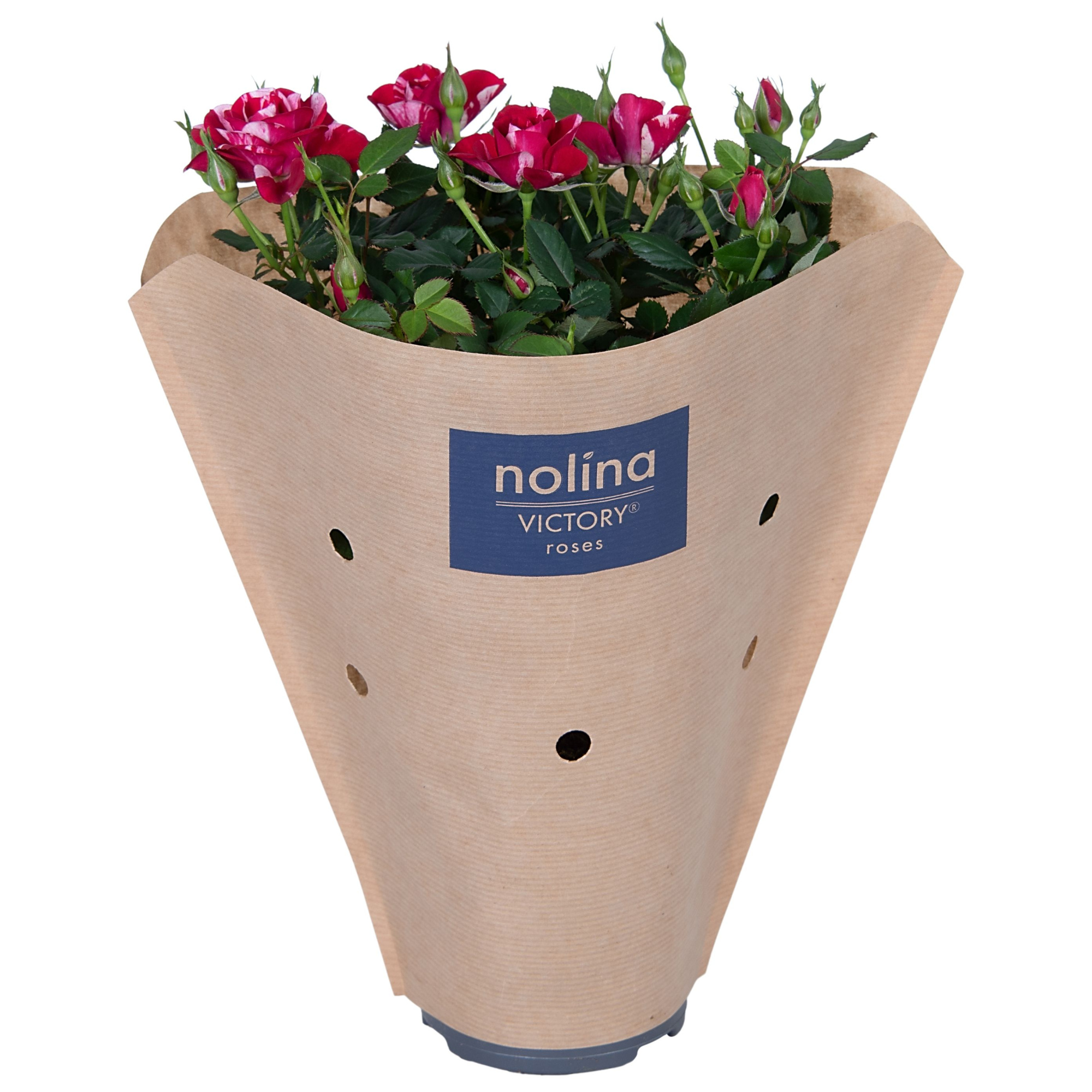 Nolina Special Roses Ø 10.5 cm Gigi, D 10,5 cm