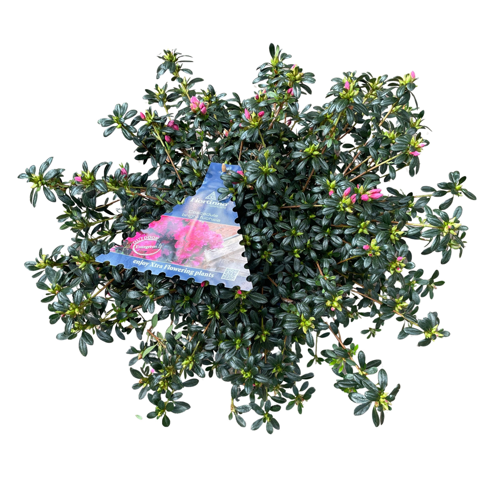 Azalea Japonica Hortinno P19 'Cascadula bright fuchsia', D 19 cm