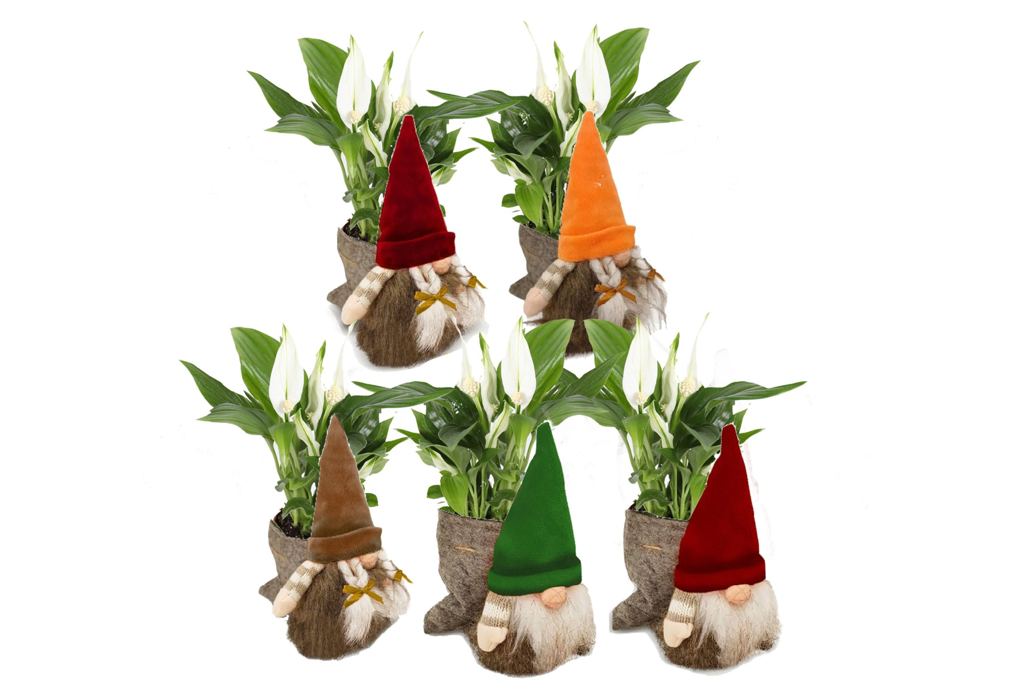 KP-859.2 - Spathiphyllum in najaarsgnoom, D 7 cm