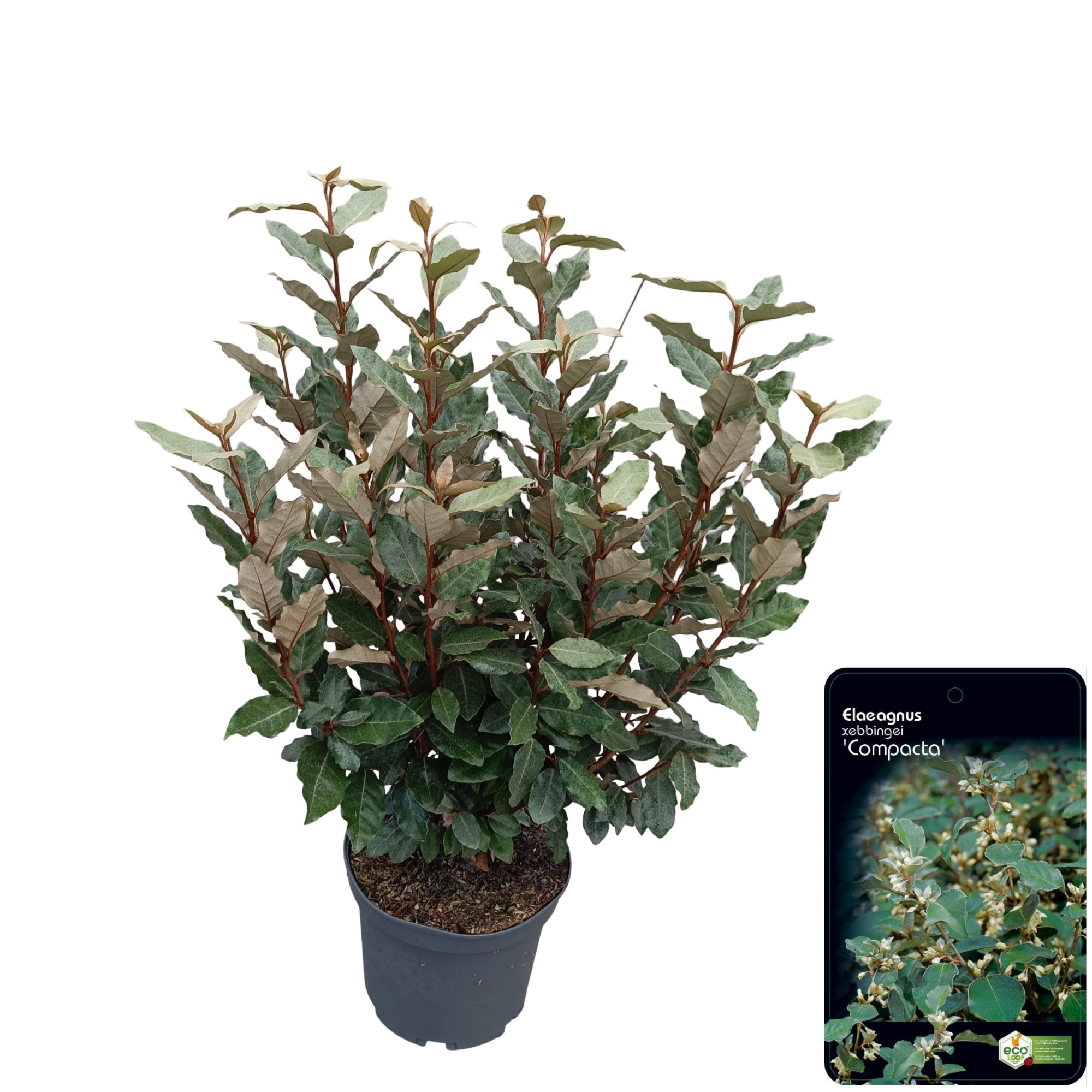 Elaeagnus ebb. 'Compacta' PBR, D 23 cm