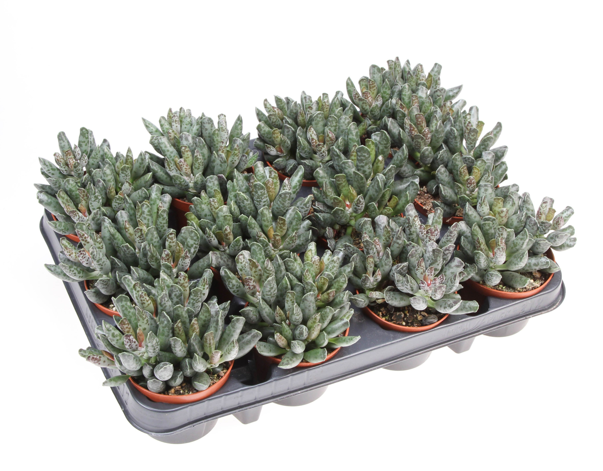 Adromischus Festivus, D 8,5 cm