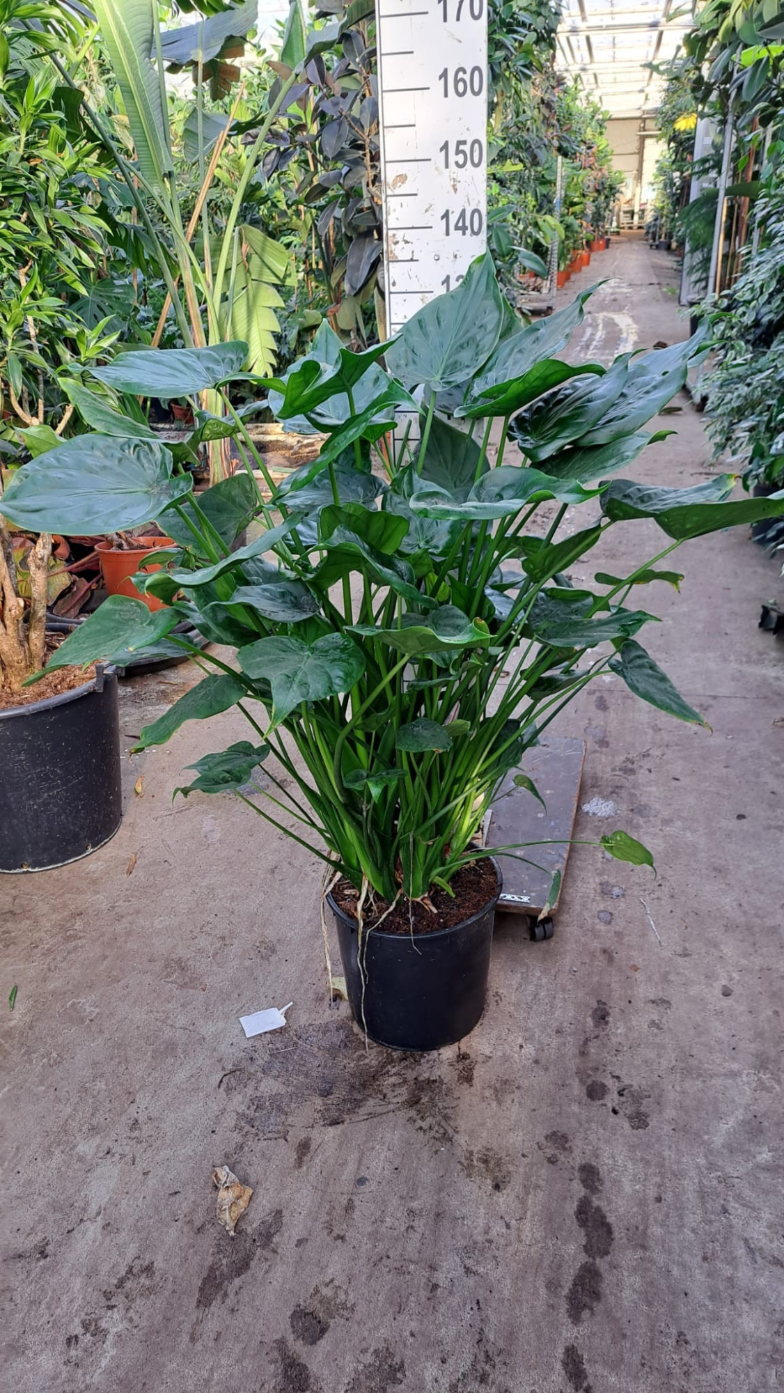 Alocasia Cucullata XXL, D 35