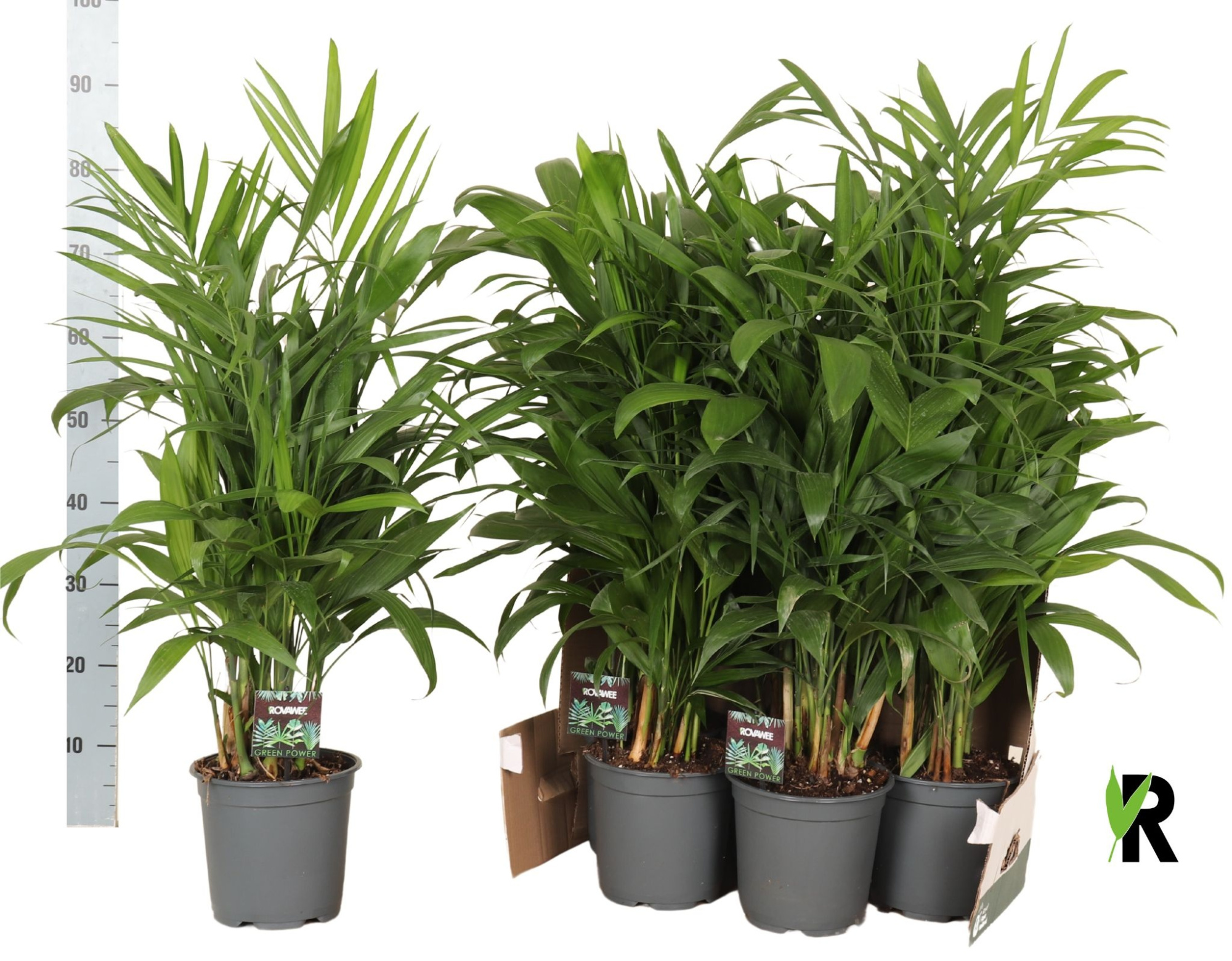 Chamaedorea Seifrizii in fust 352, D 19 cm