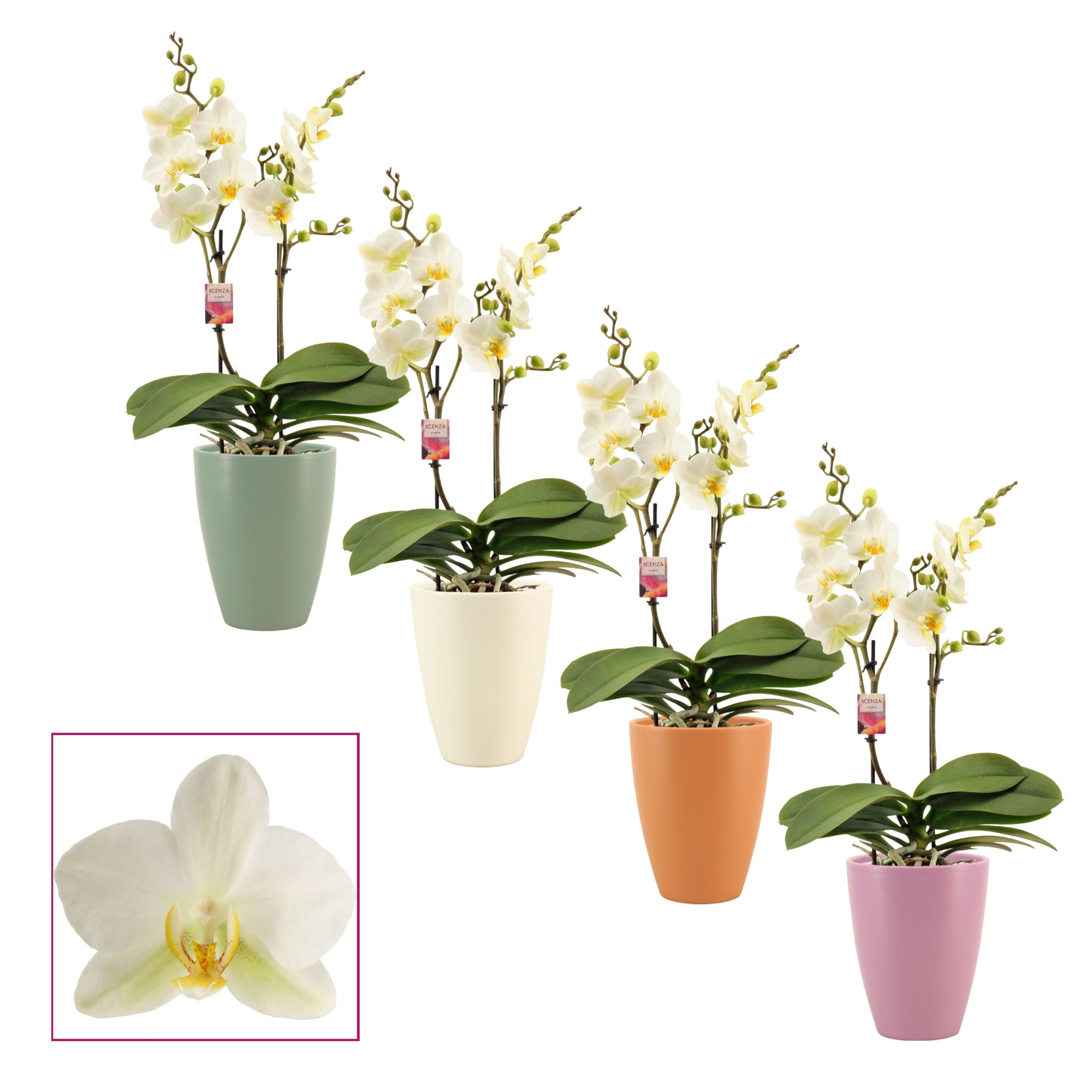 Phalaenopsis multiflora 2 tak Lausanne in Carly (Craft world-col, D 12 cm