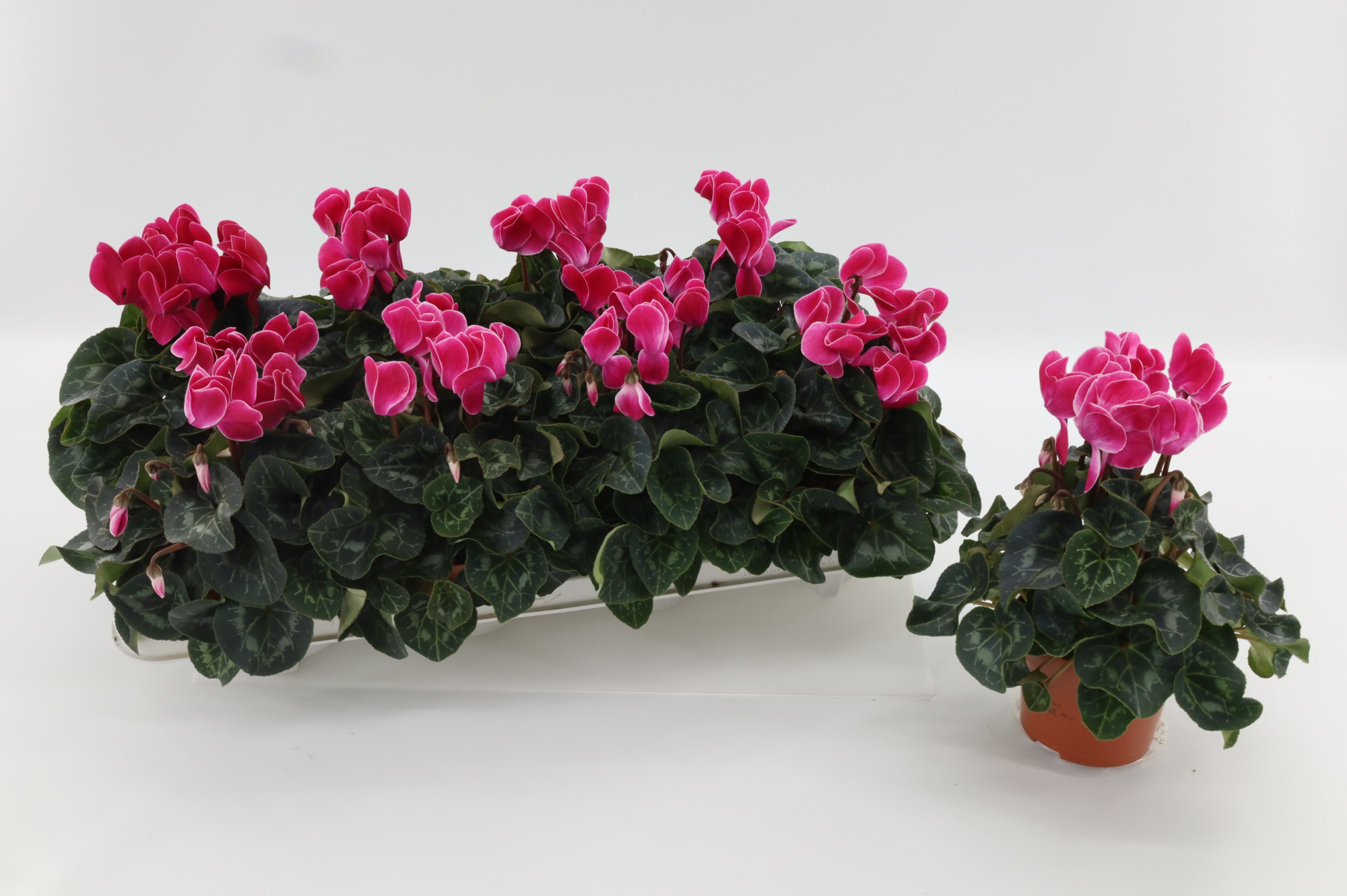 Cyclaam Midi Violet Flamed, D 10,5 cm