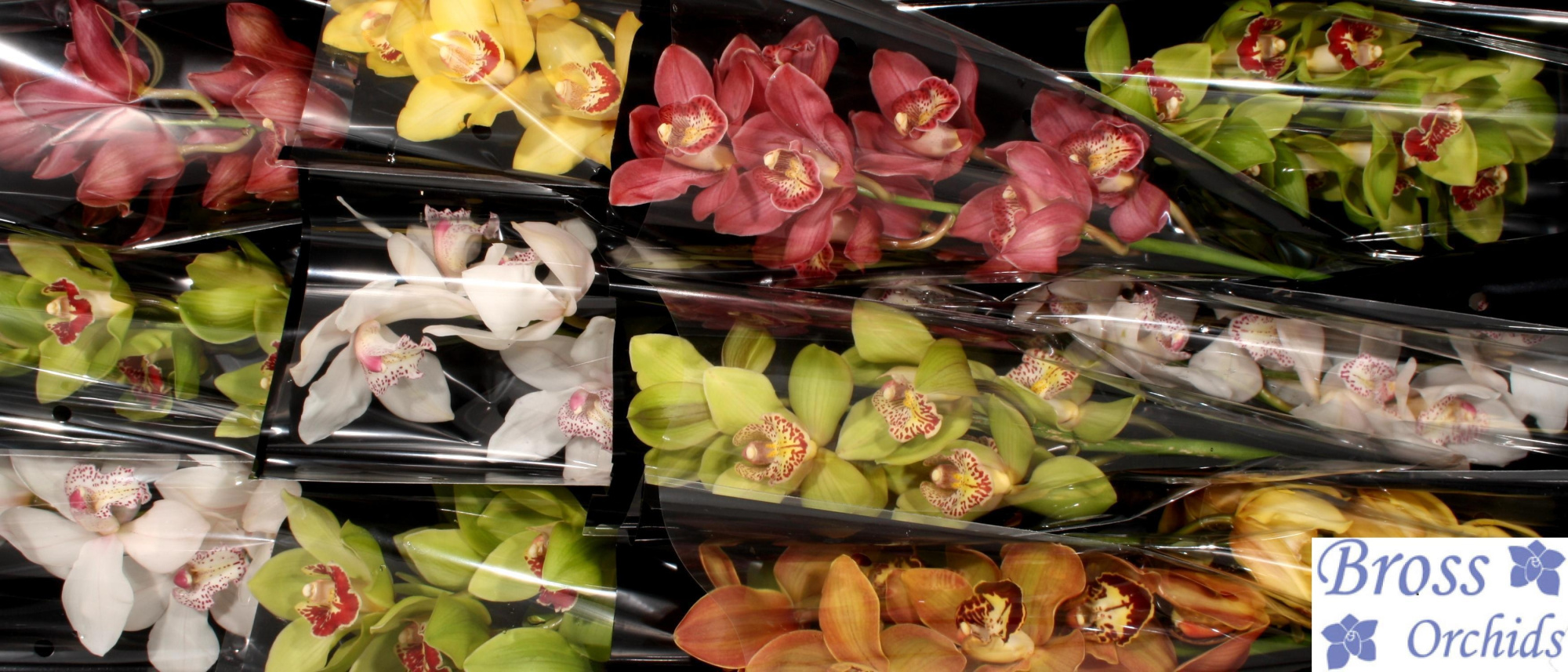 Цимбидиум Микс x12 50, шт.