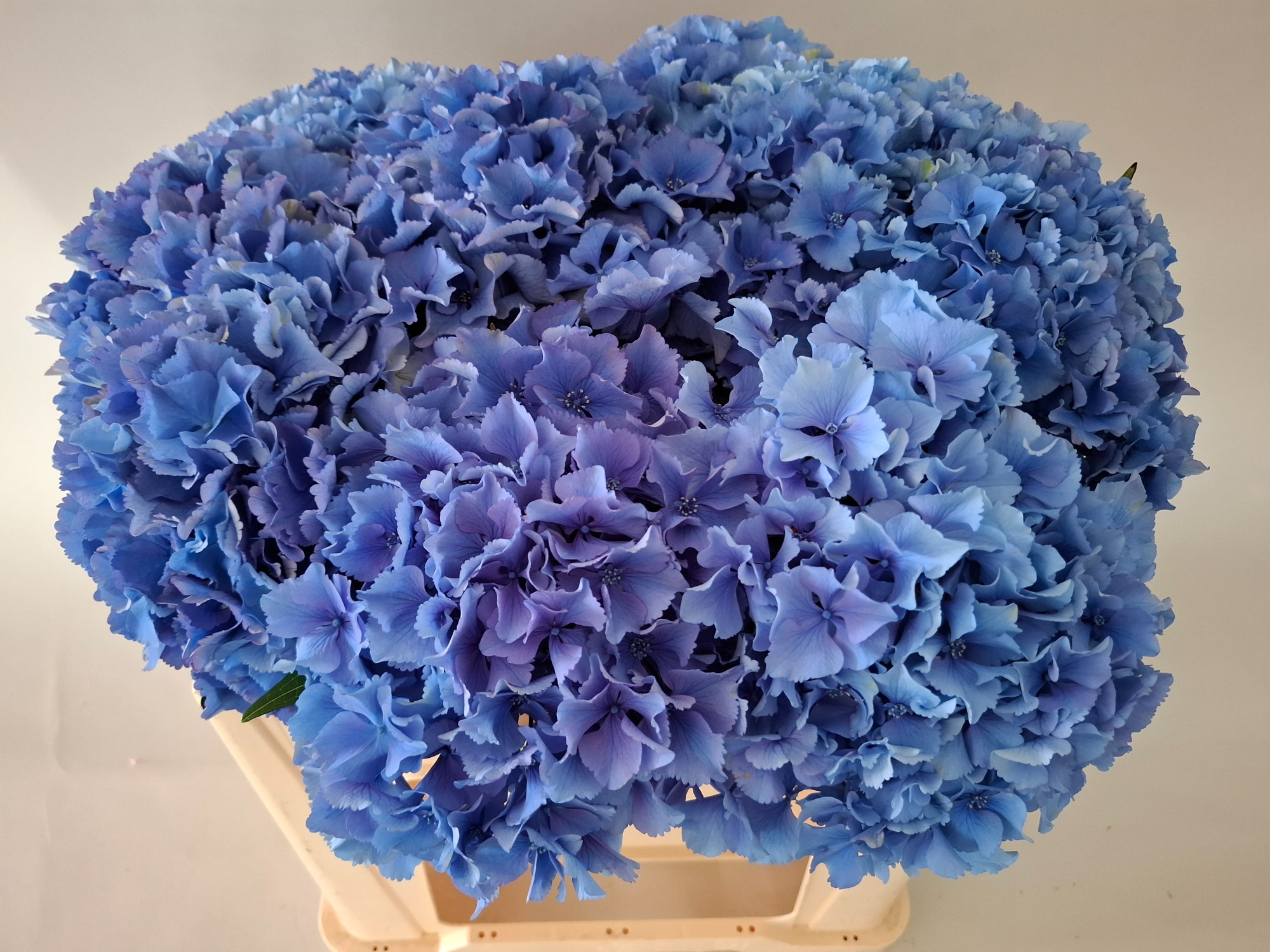 Гортензия Роял Парад 50, шт.