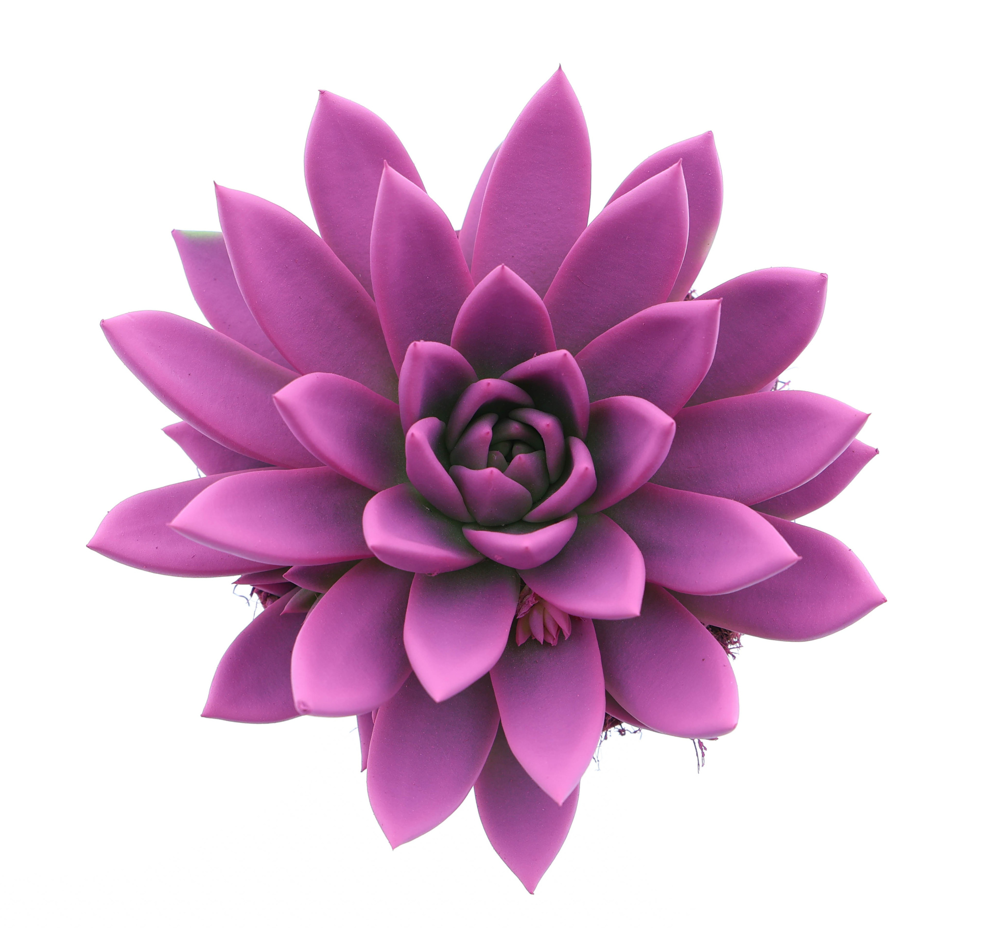 Rainbow cerise 246, D 12 cm