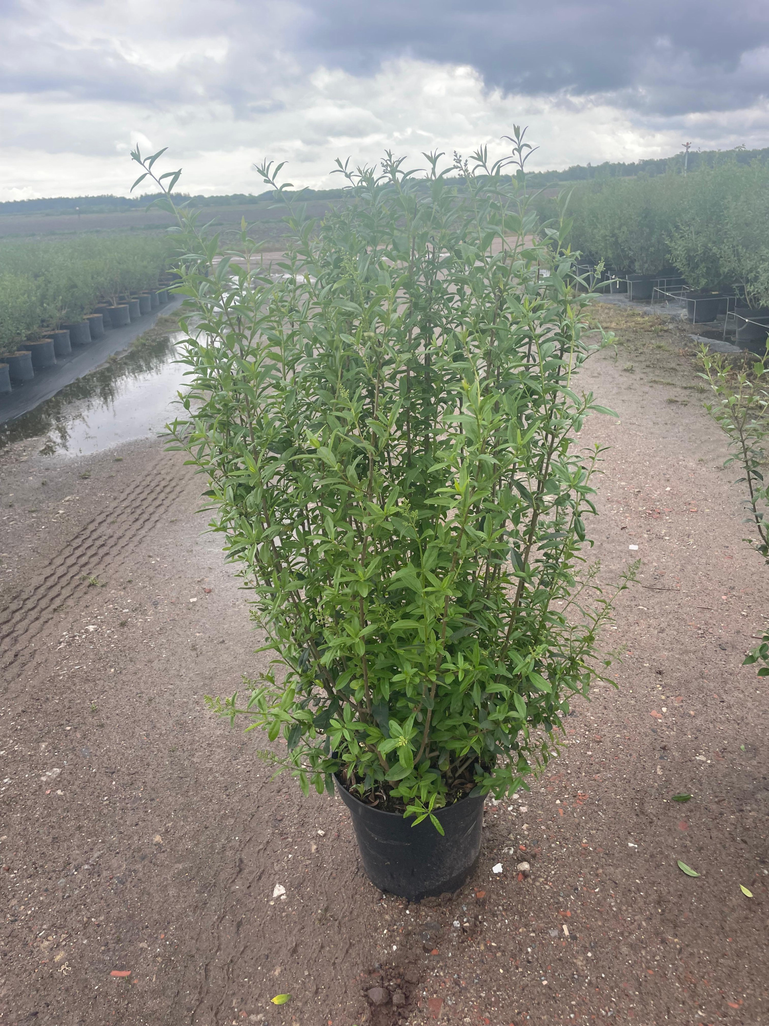 Ligustrum vul. 'Atrovirens', D 31 cm