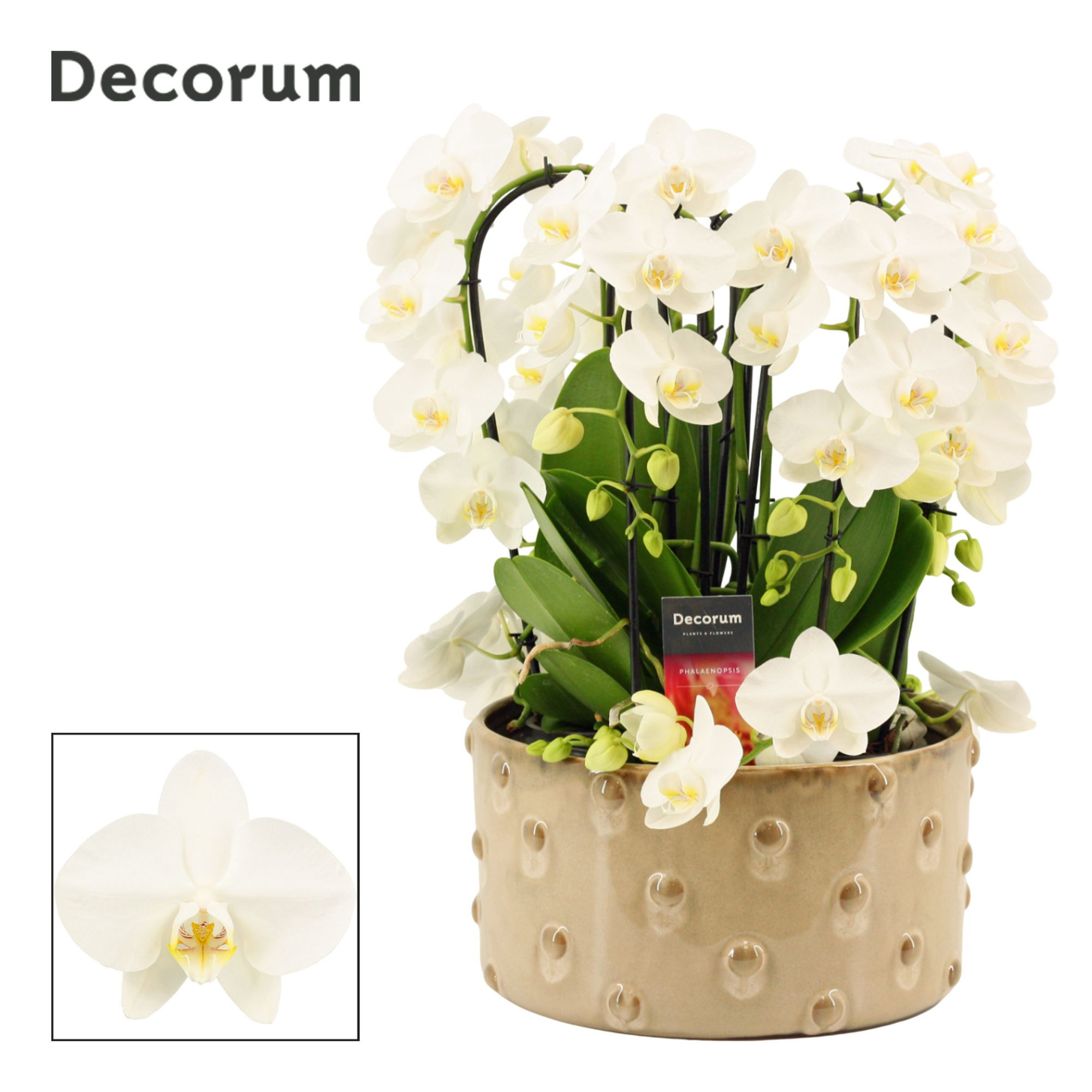 Belle twirl 9 tak symphony white (Deco-collection), D 27 cm