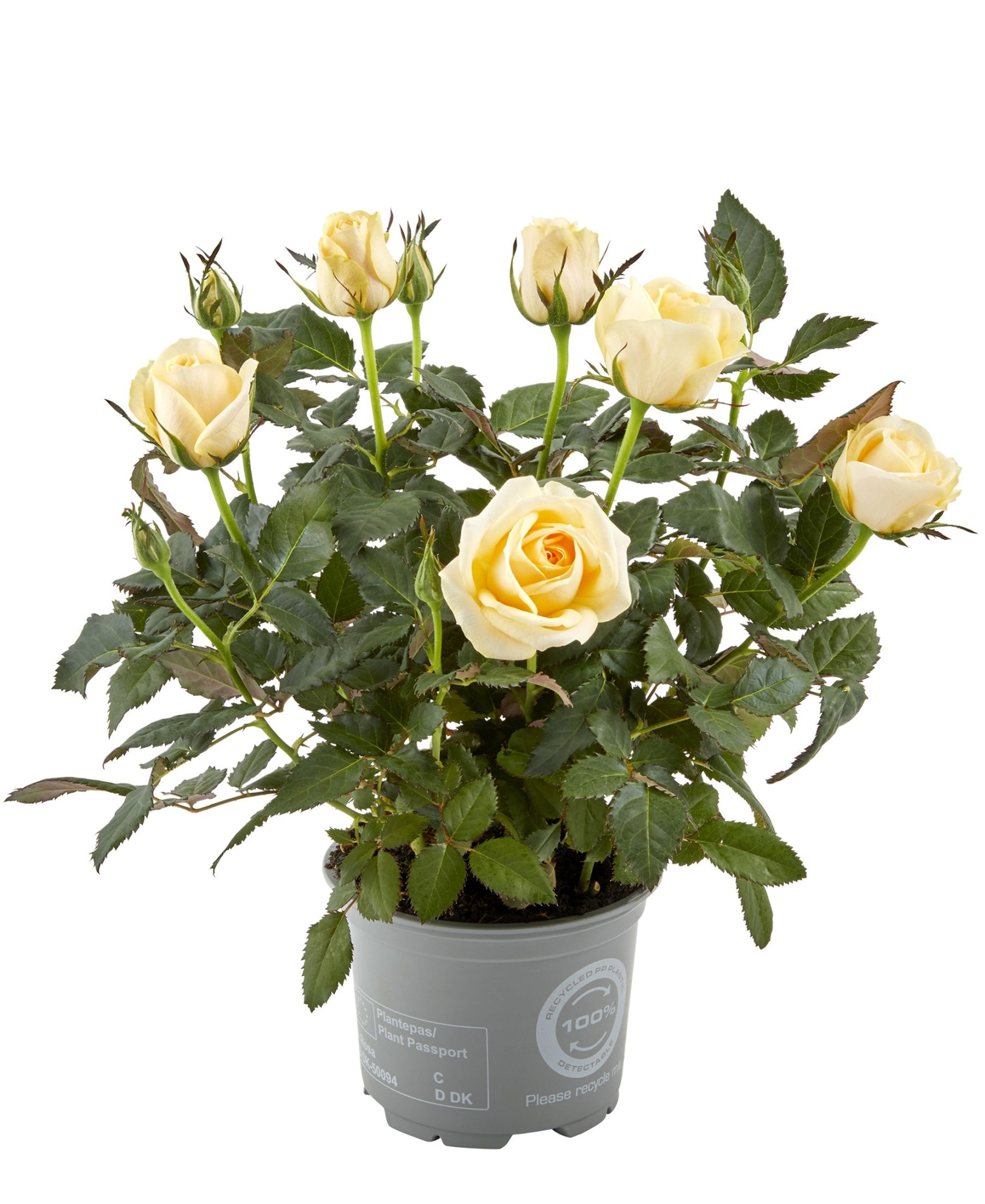 Rosa Belami Kordana Grande, D 10,5 cm