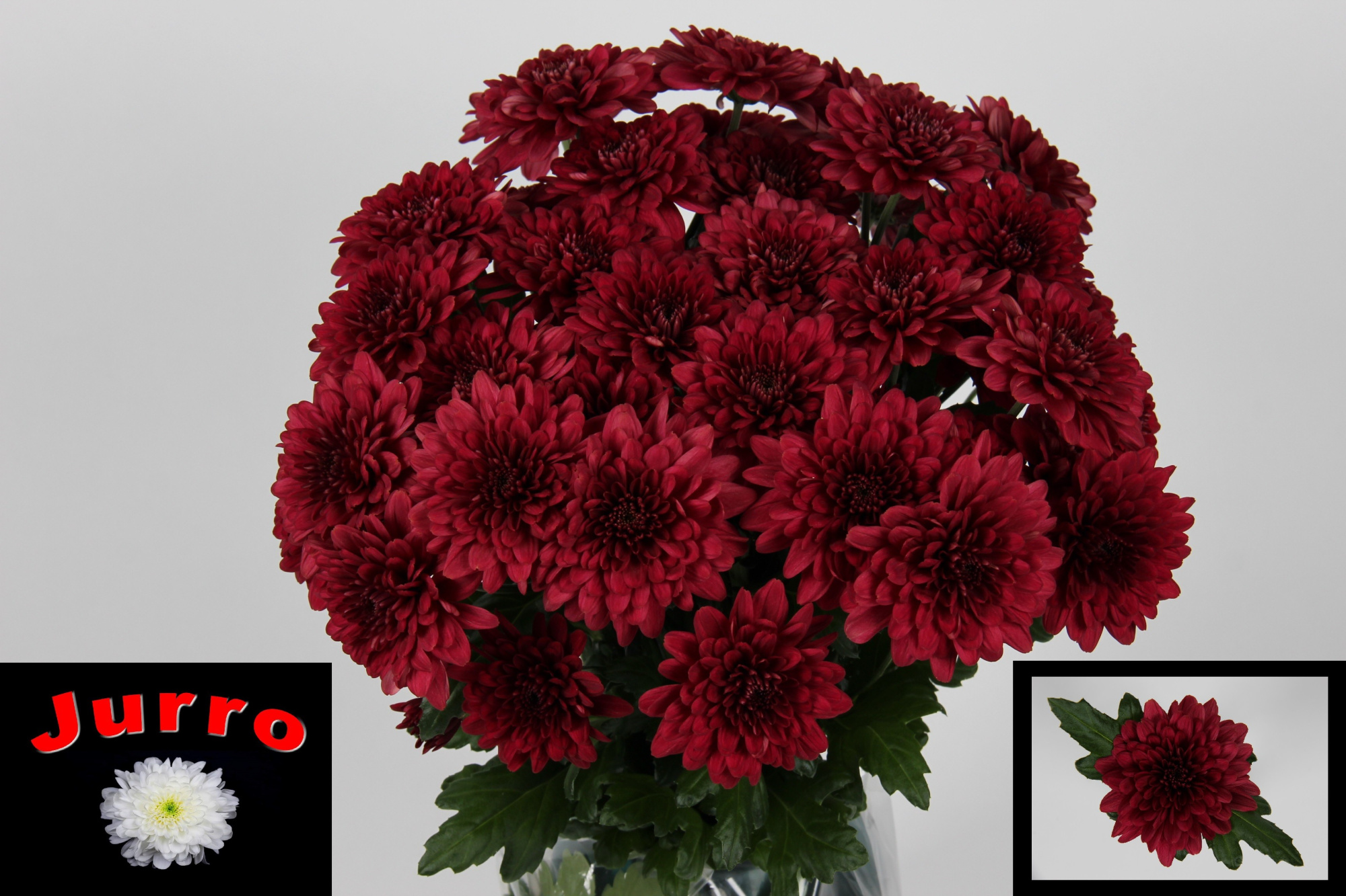 Хризантема куст. Ламира Рэд 70, шт.