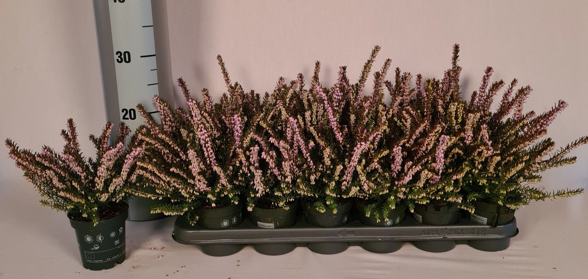 Erica darleyensis 'Darley Dale', D 9 cm