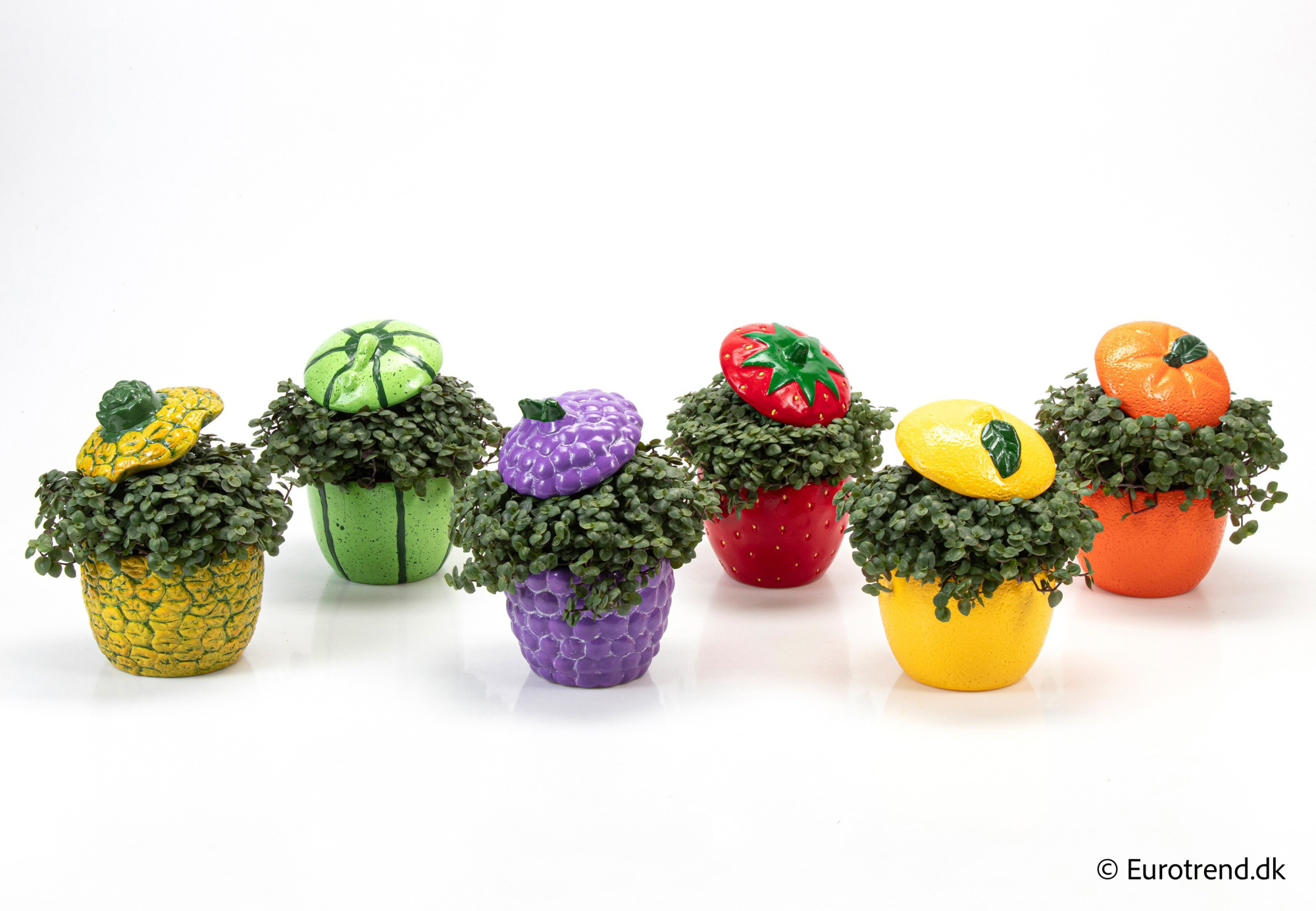 Callisia in Spring, Summer & Autumn ceramic 2026, D 10,5