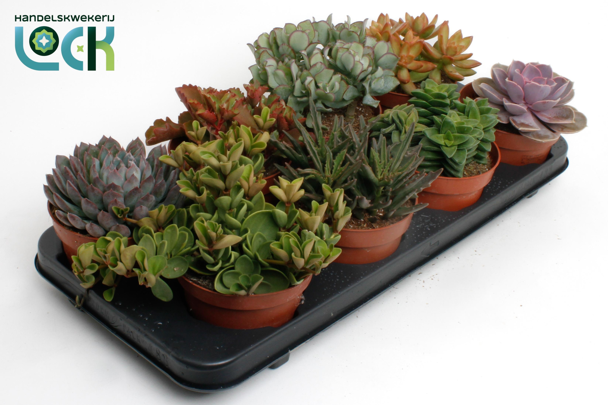 Succulenten Mix, D 12 cm