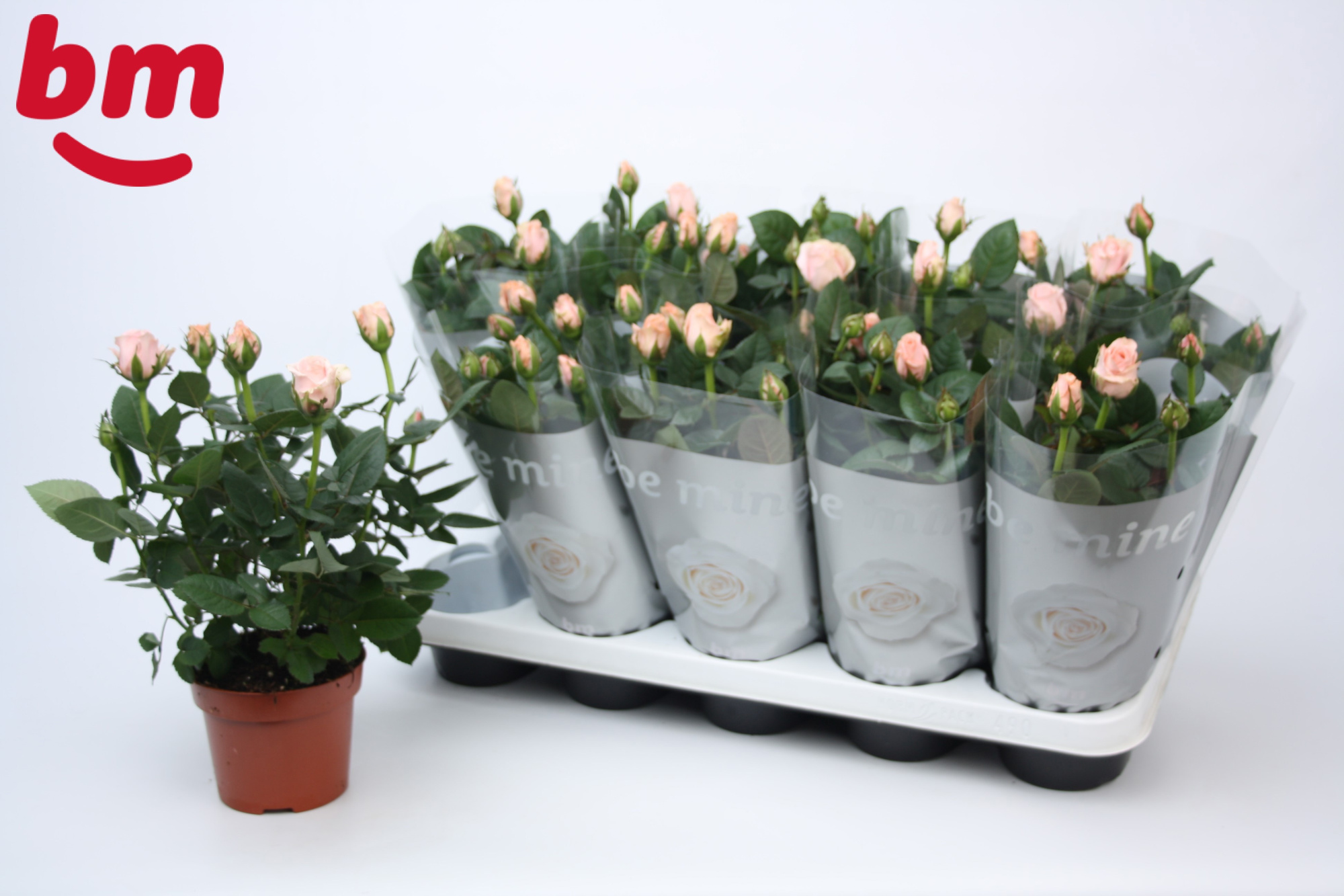 Rosa Light Pink Beau Monde (12 cm), D 12