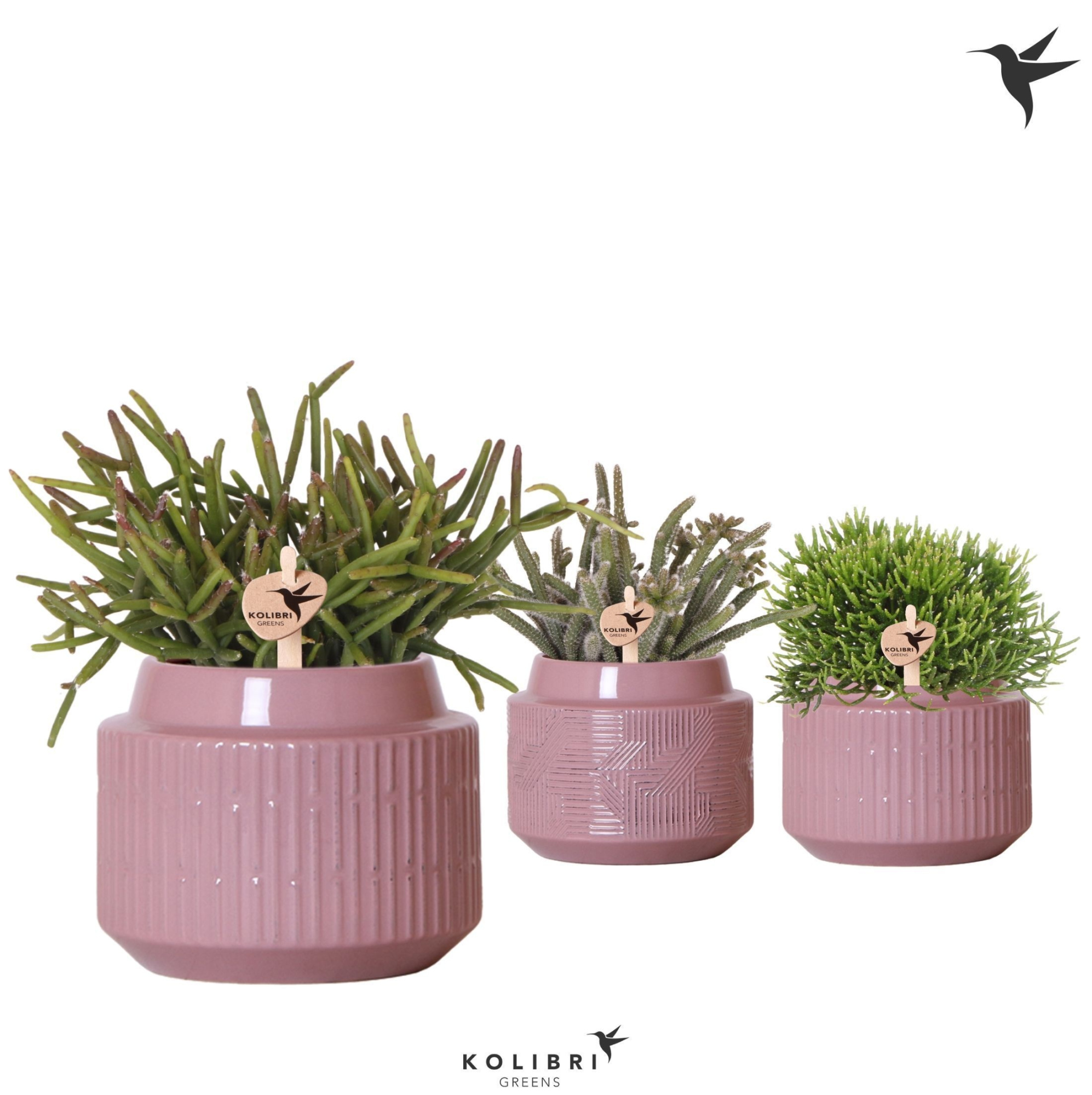 Kolibri Greens Rhipsalis mix in Maze pot purple, D 9 cm