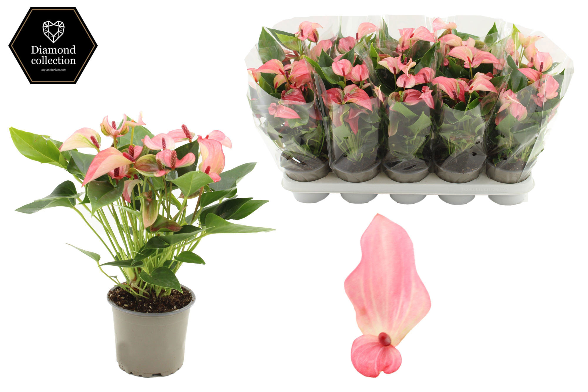 Anthurium Matata in transparant sleeve, D 12