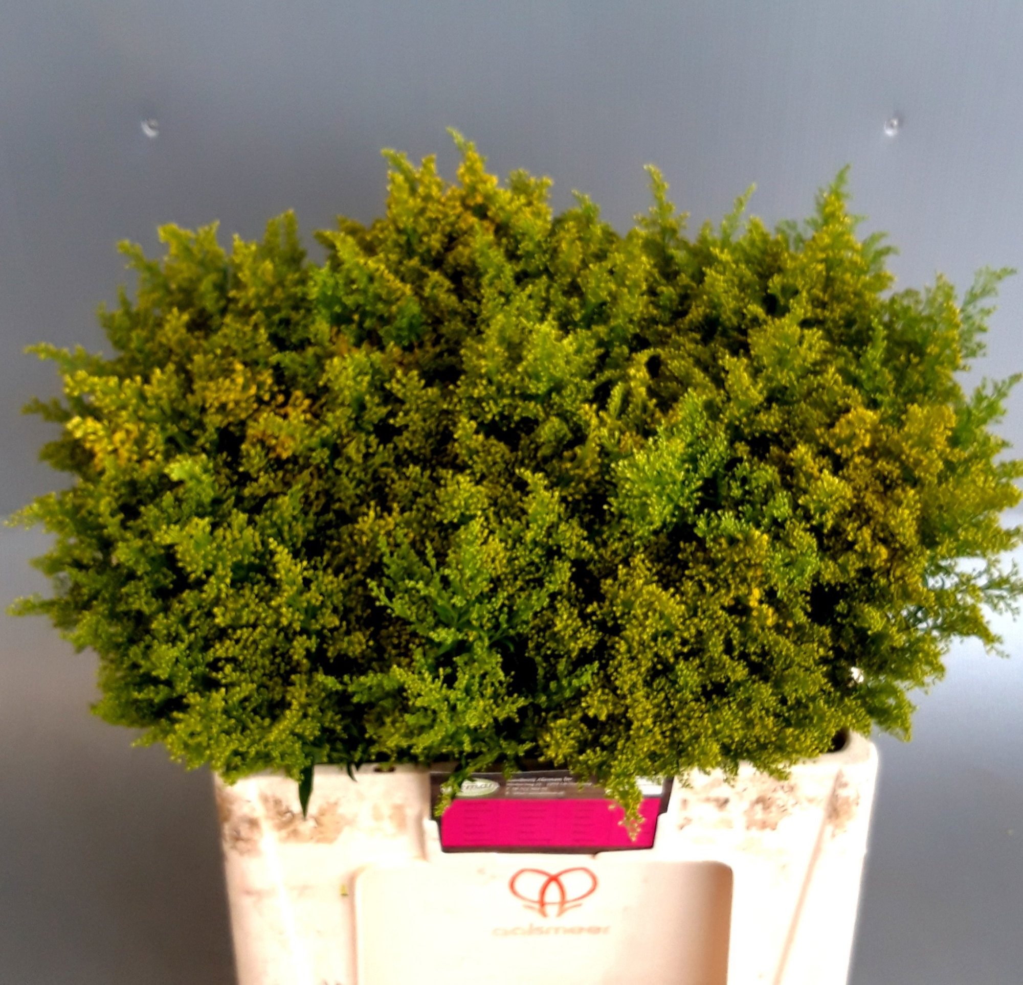 Солидаго Барехт 55, шт.