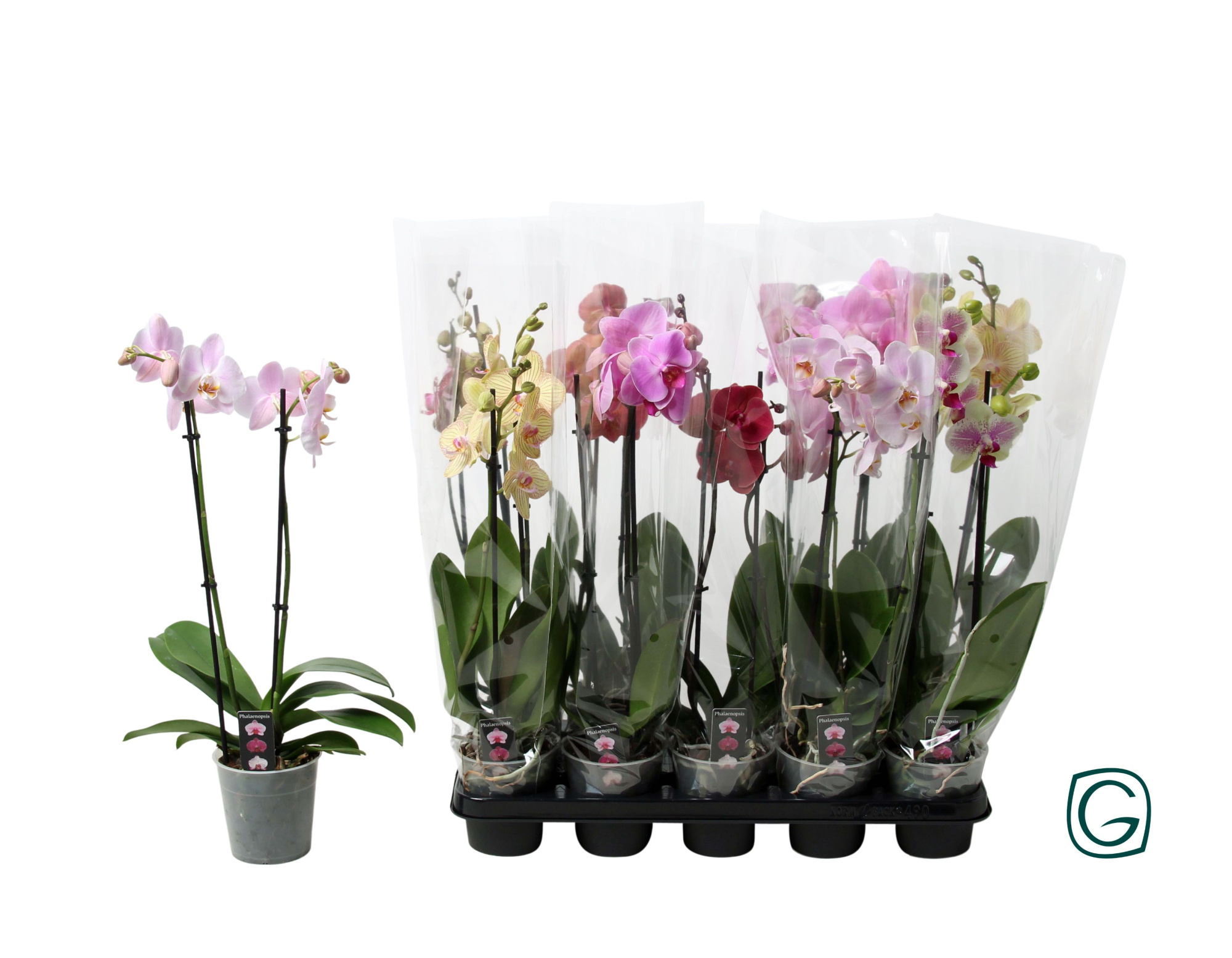 Phal. 2 tk mix 10+, D 12