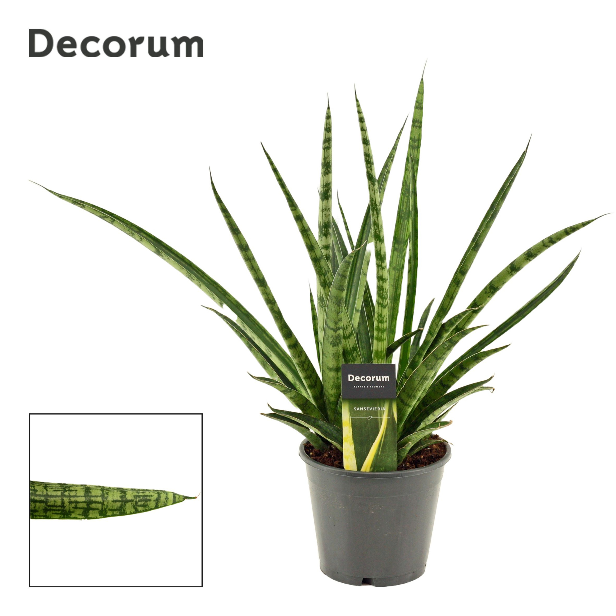 Sansevieria Silver steel 14 cm (Decorum)), D 14 cm
