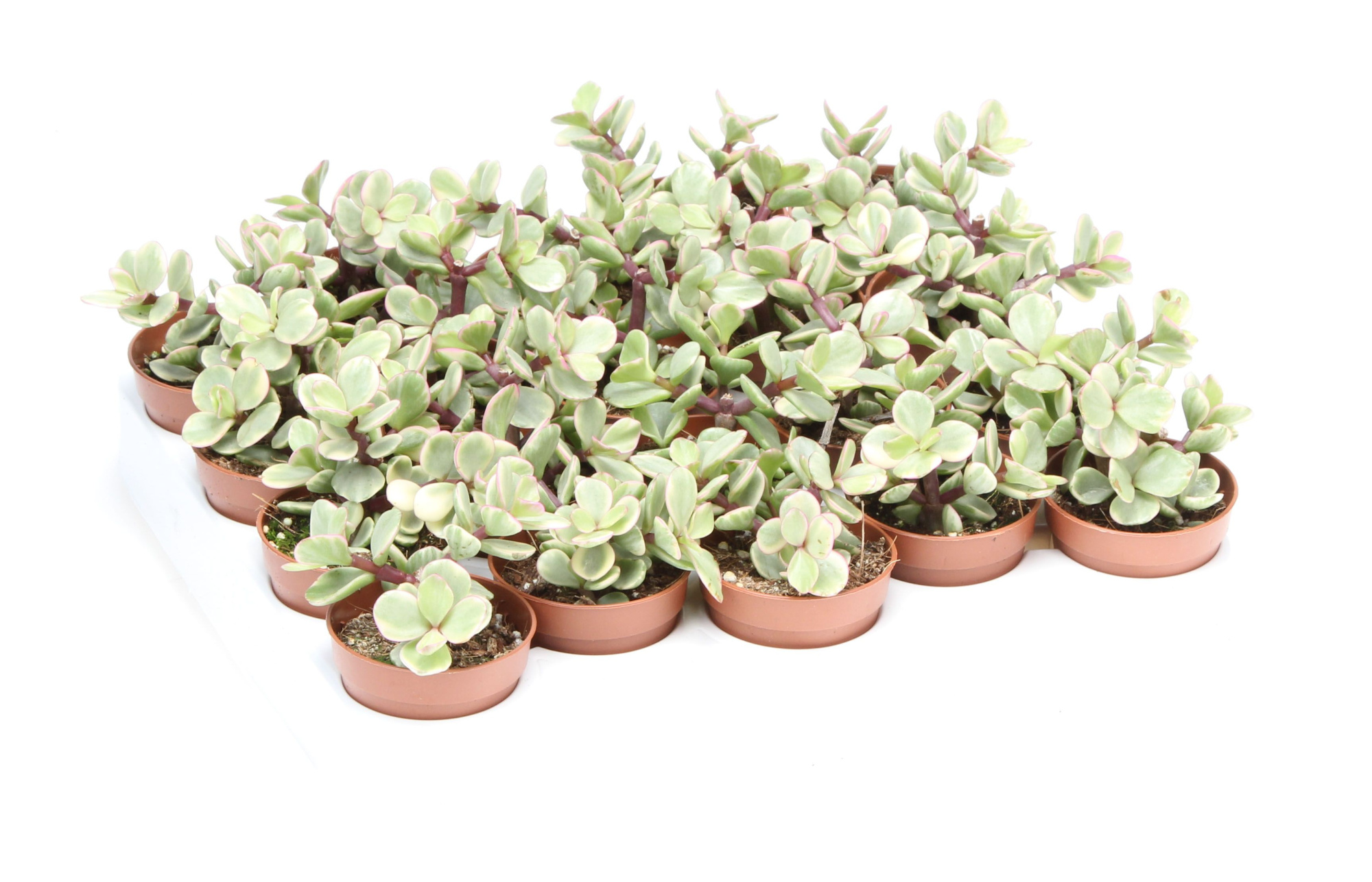 Portulacaria afra variegata, D 5,5 cm