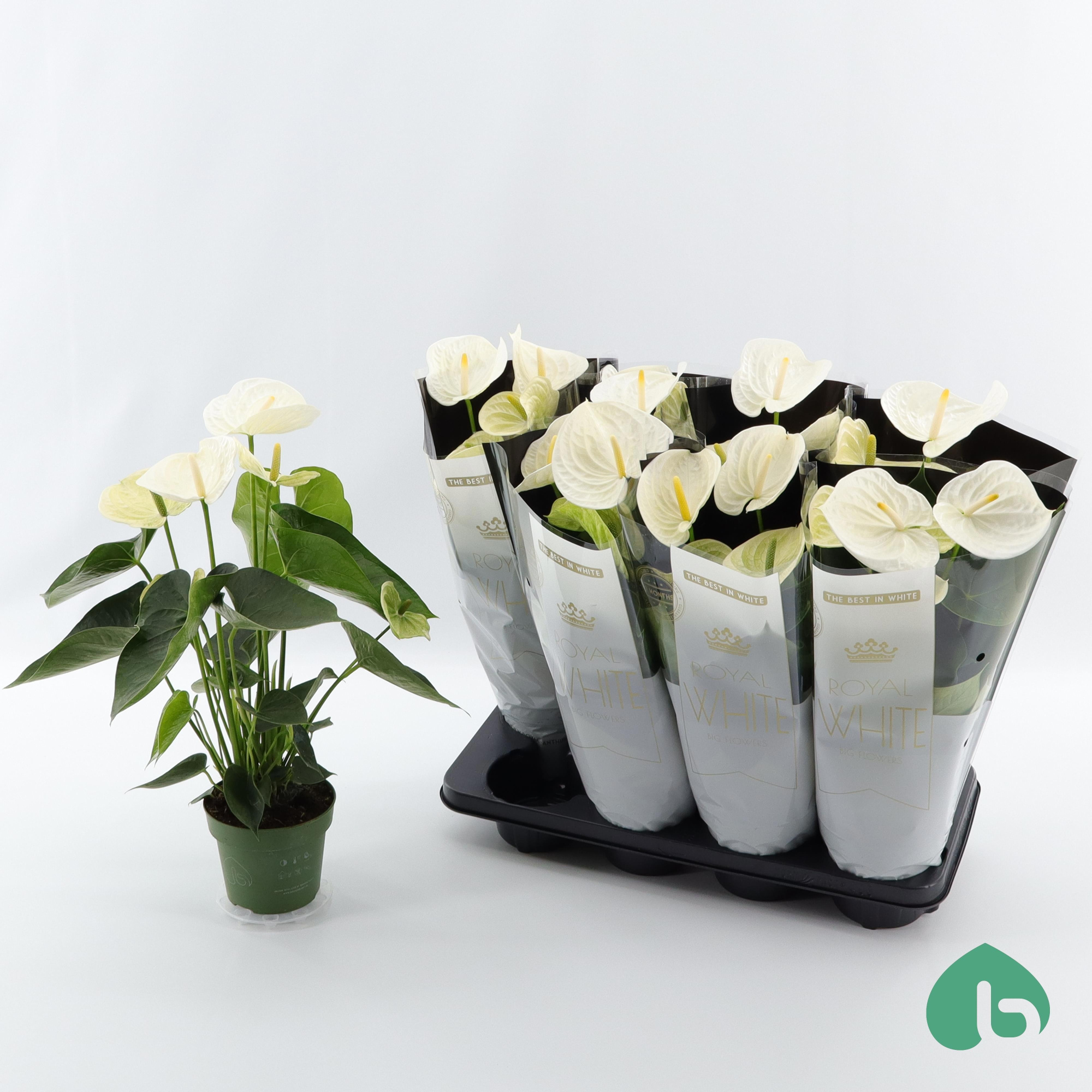 Anthurium Royal White ''Big Flowers'' Alpine, D 14 cm