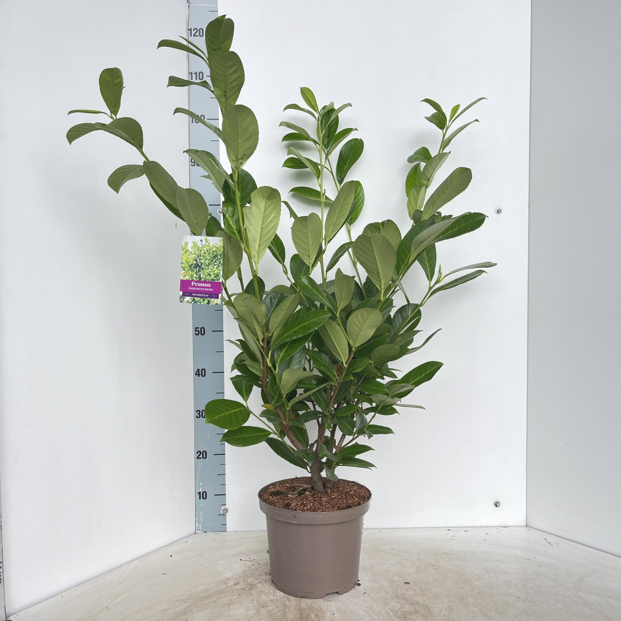 Prunus laur. 'Rotundifolia', D 23 cm