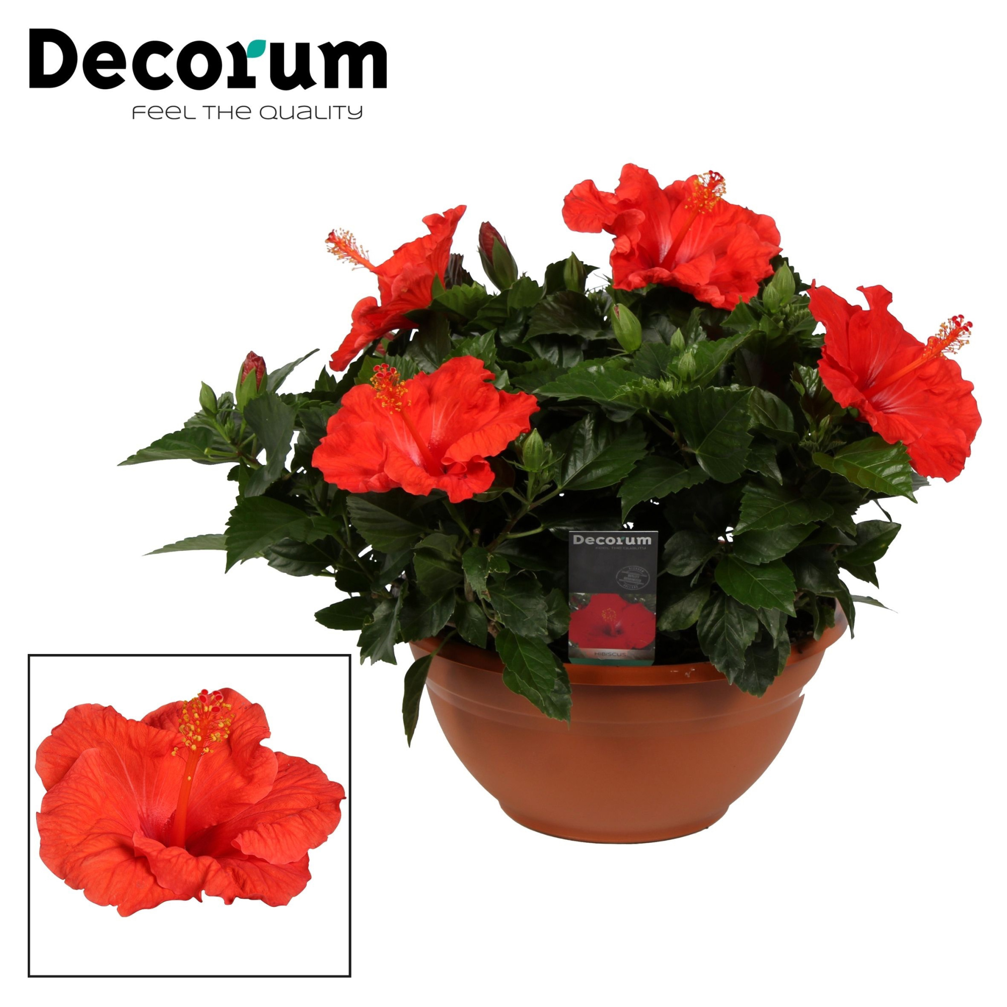 Decorum Hibiscus Bordeaux rood SCHAAL, D 26