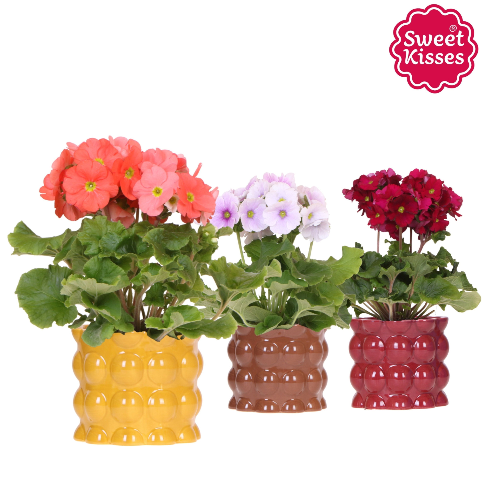 Primula Obconica Sweet Kisses mix in Cotton pot yellow mix, D 12