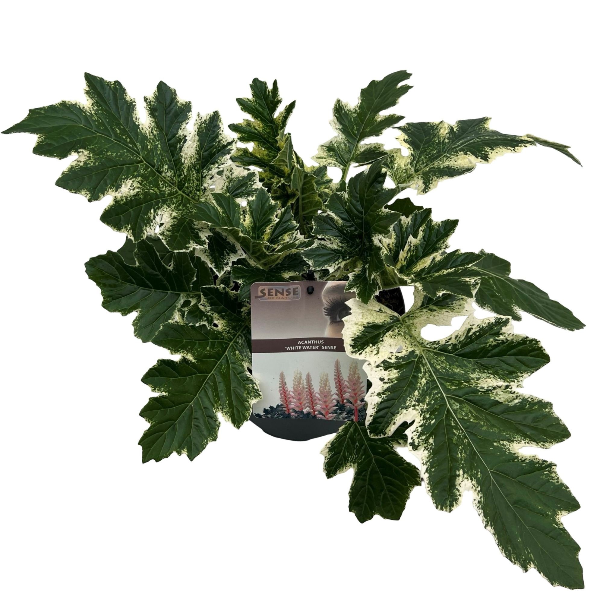 Acanthus 'White Water' sense, D 19