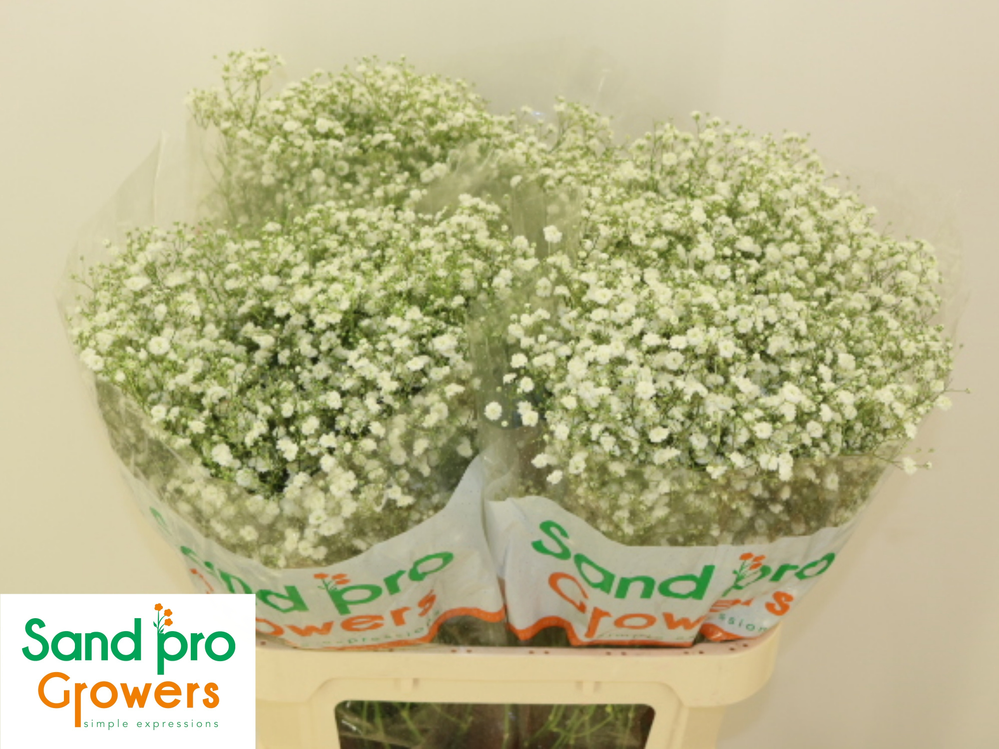 Гипсофила Экселенс 80, шт.