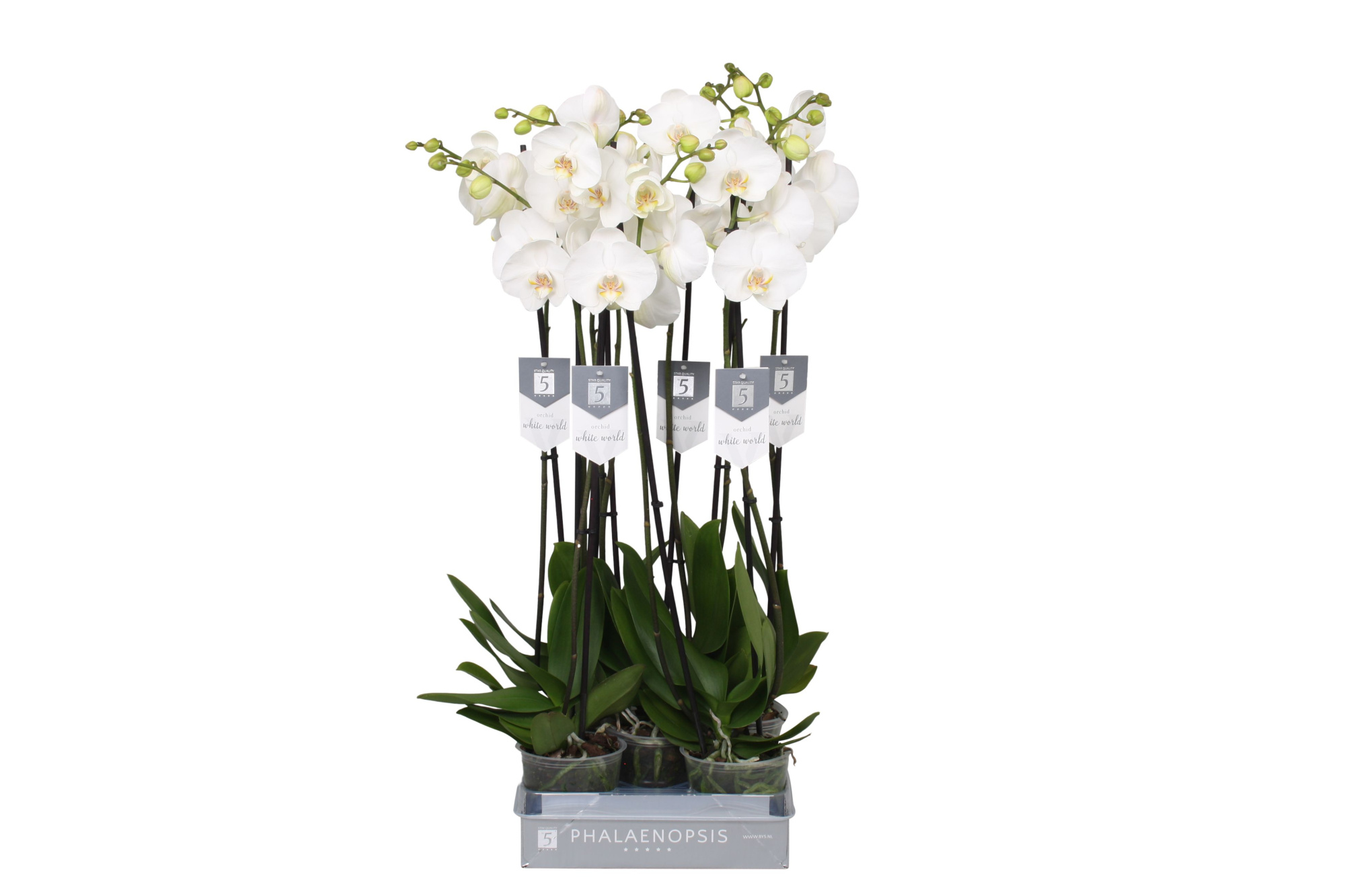 Phalaenopsis White World, 2-spike, D 12 cm