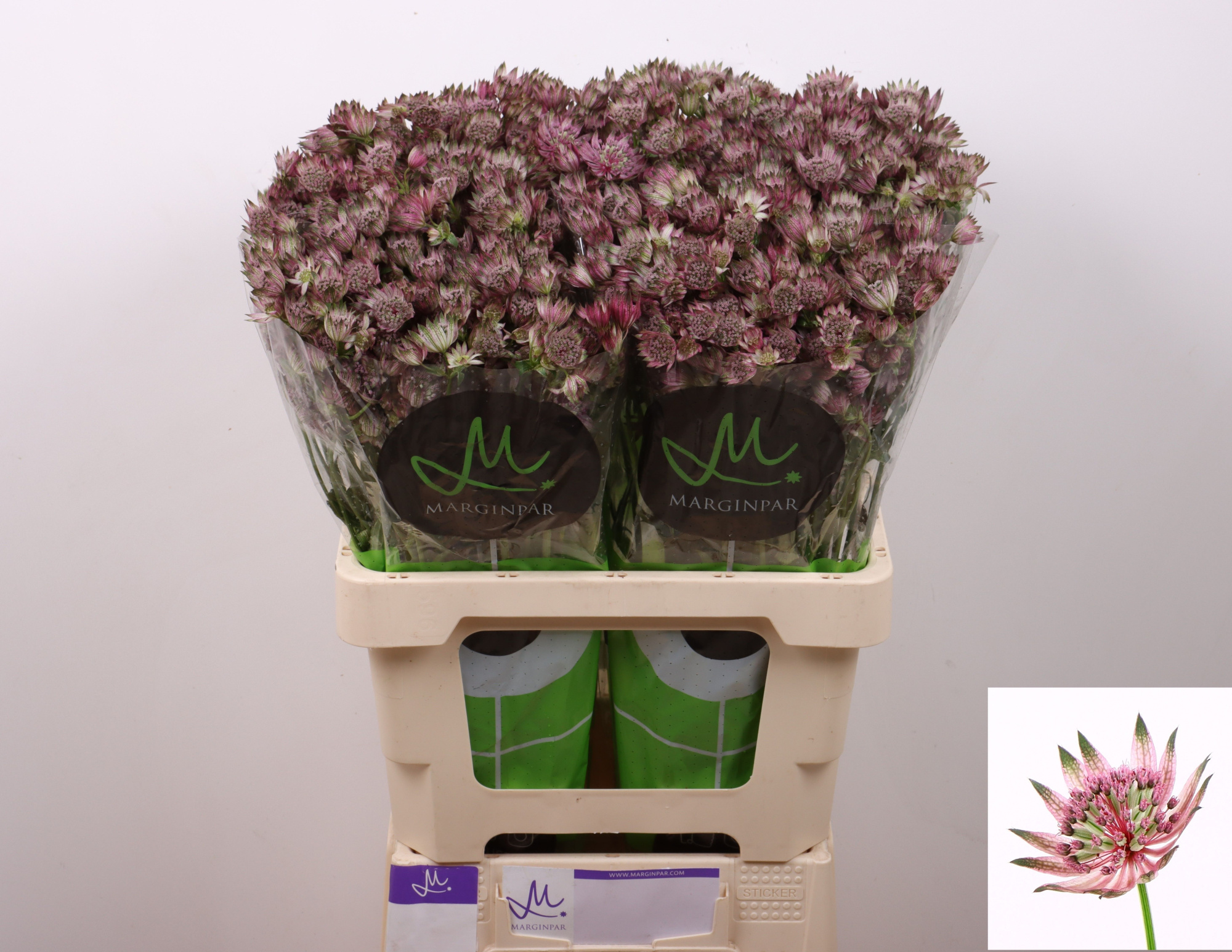 Астранция Стар Оф Африка 60, шт.