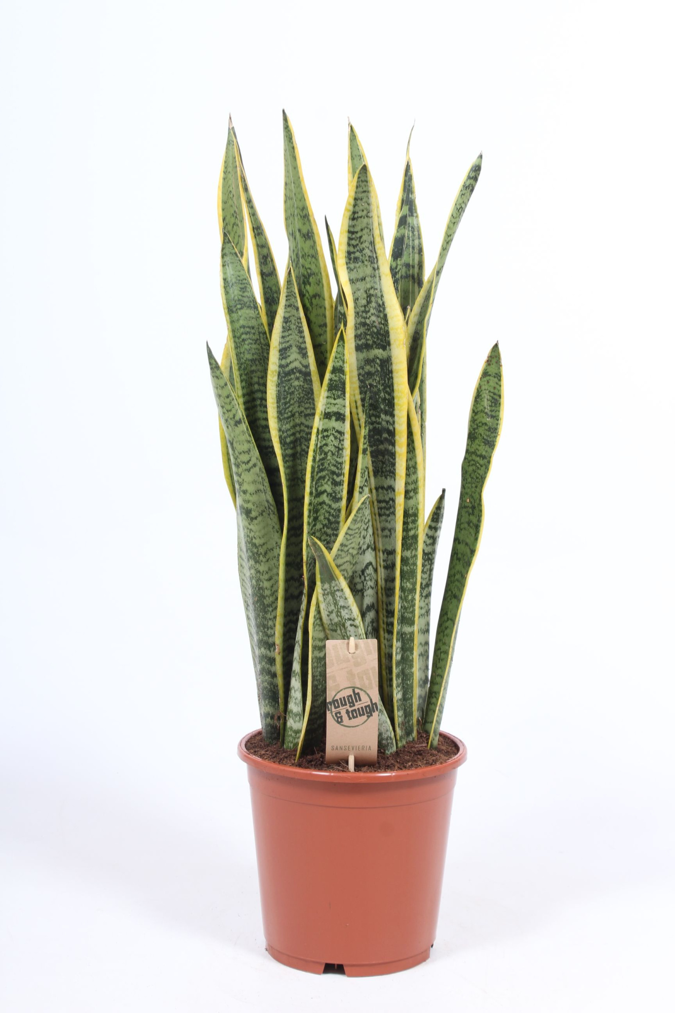 Sansevieria Laurentii, D 21 cm