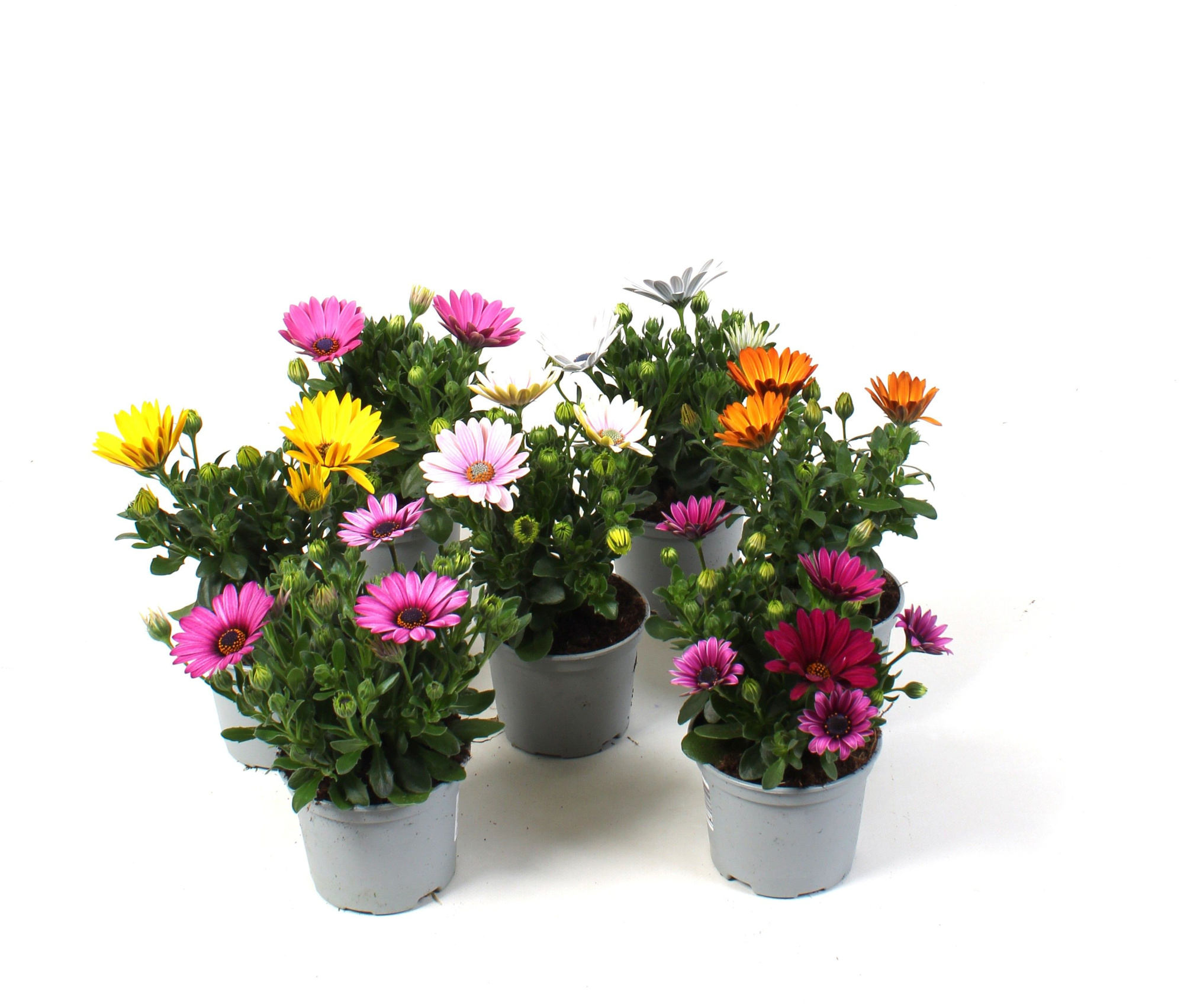 Osteospermum Mixkar, D 10,5
