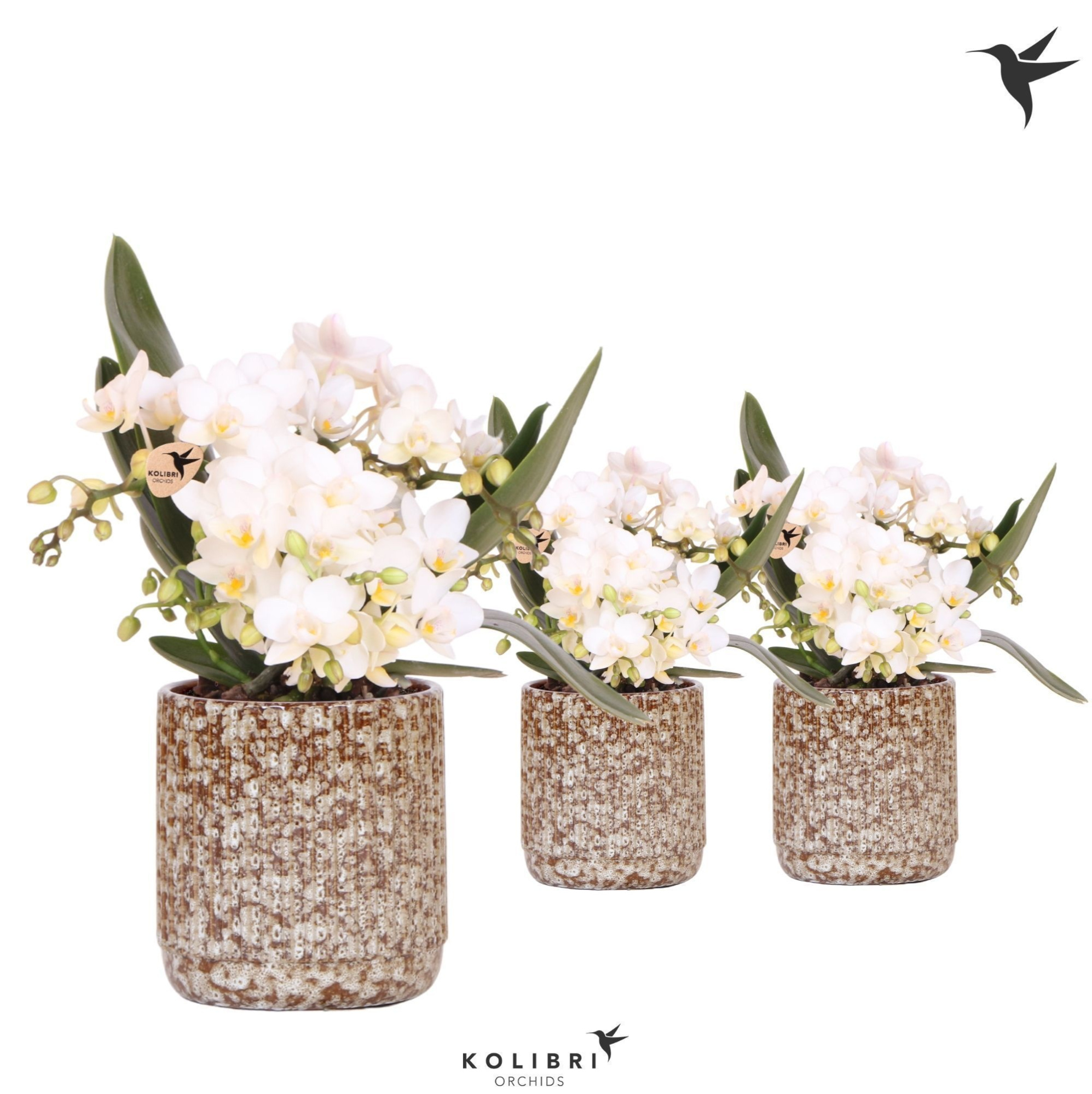 Kolibri Orchids Phalaenopsis Nazare 4 spike in Jaguar pot, D 9 cm