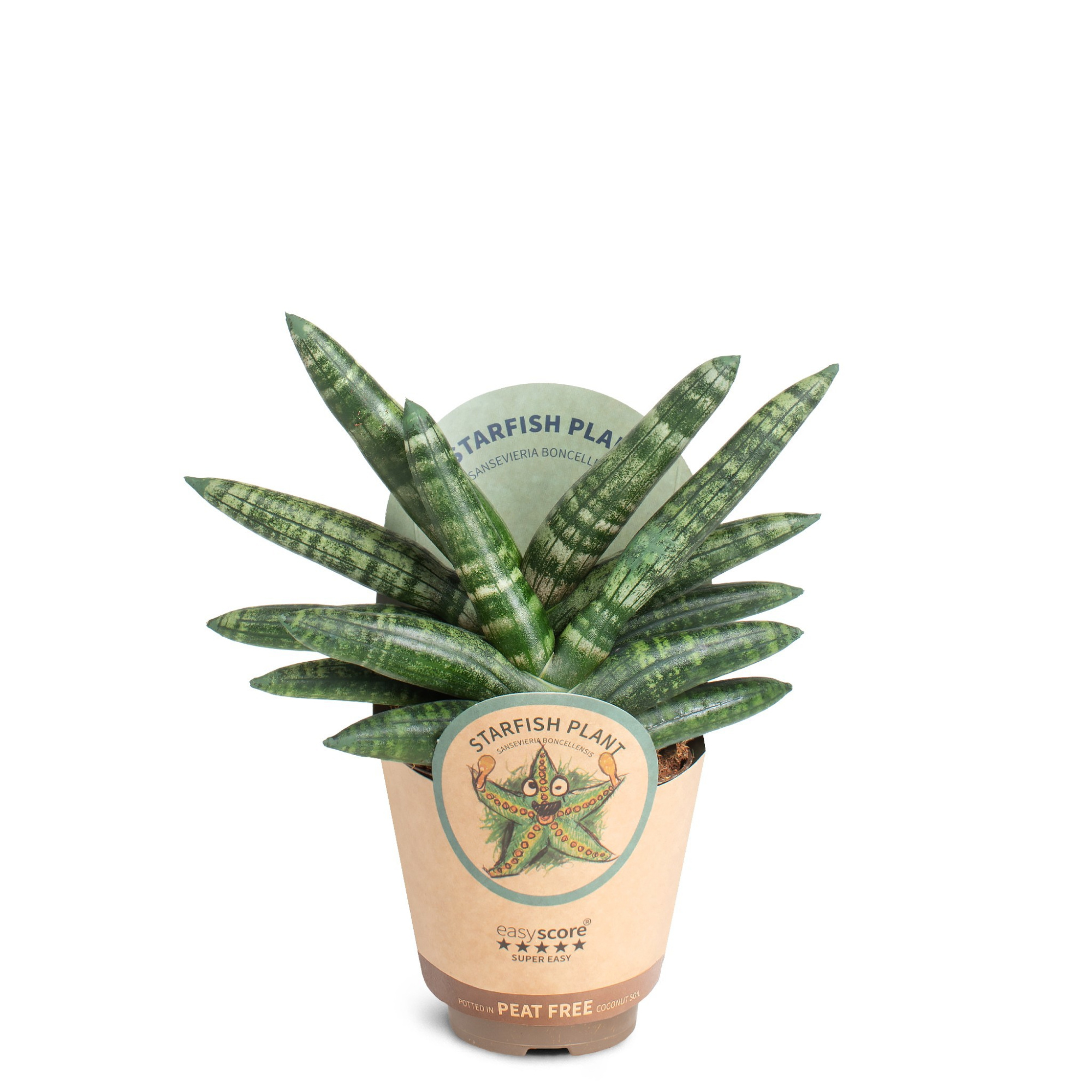 Sansevieria ´Boncellensis´, D 9