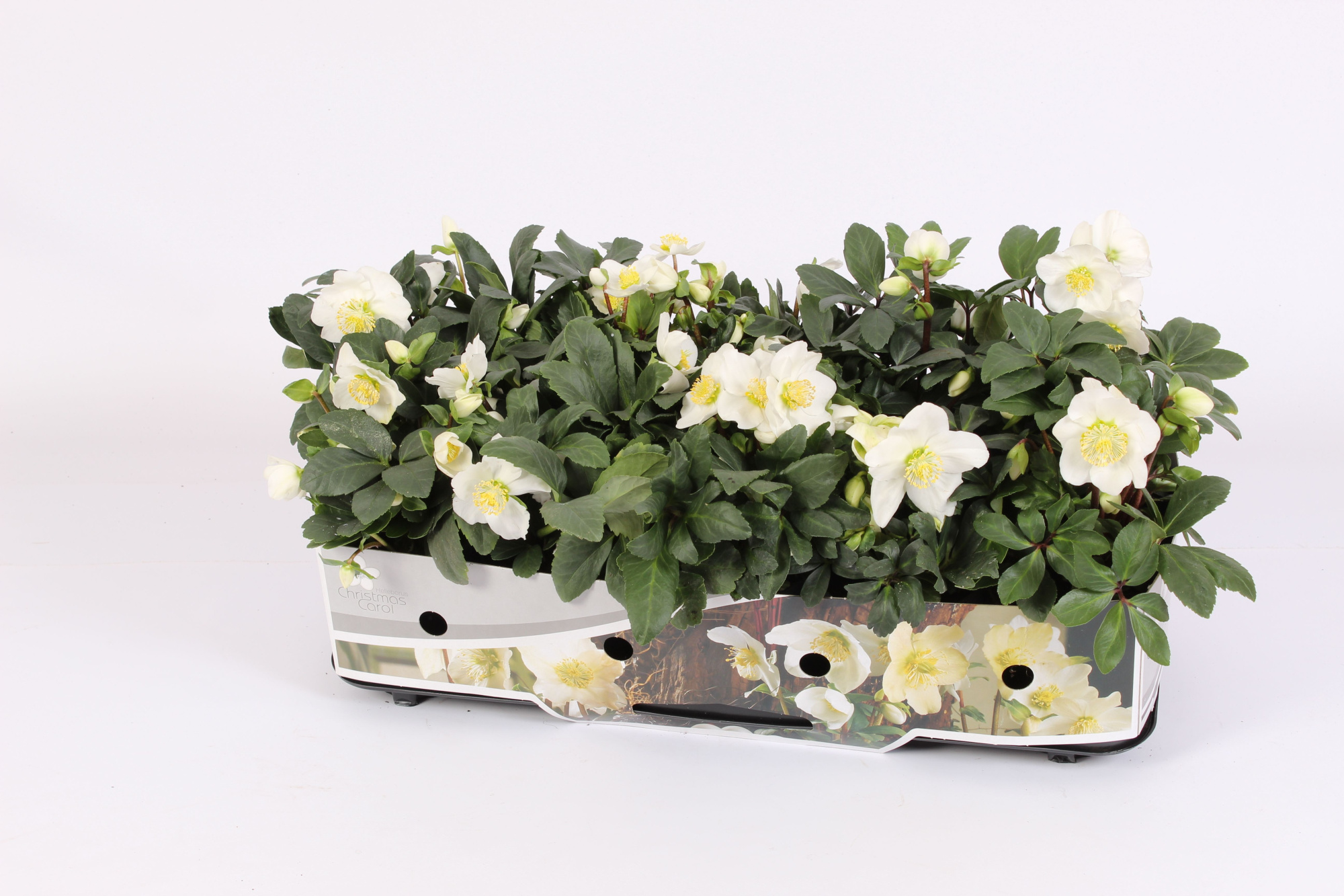 Helleborus n. Christmas Carol 12cm (L) met kraag, D 12 cm