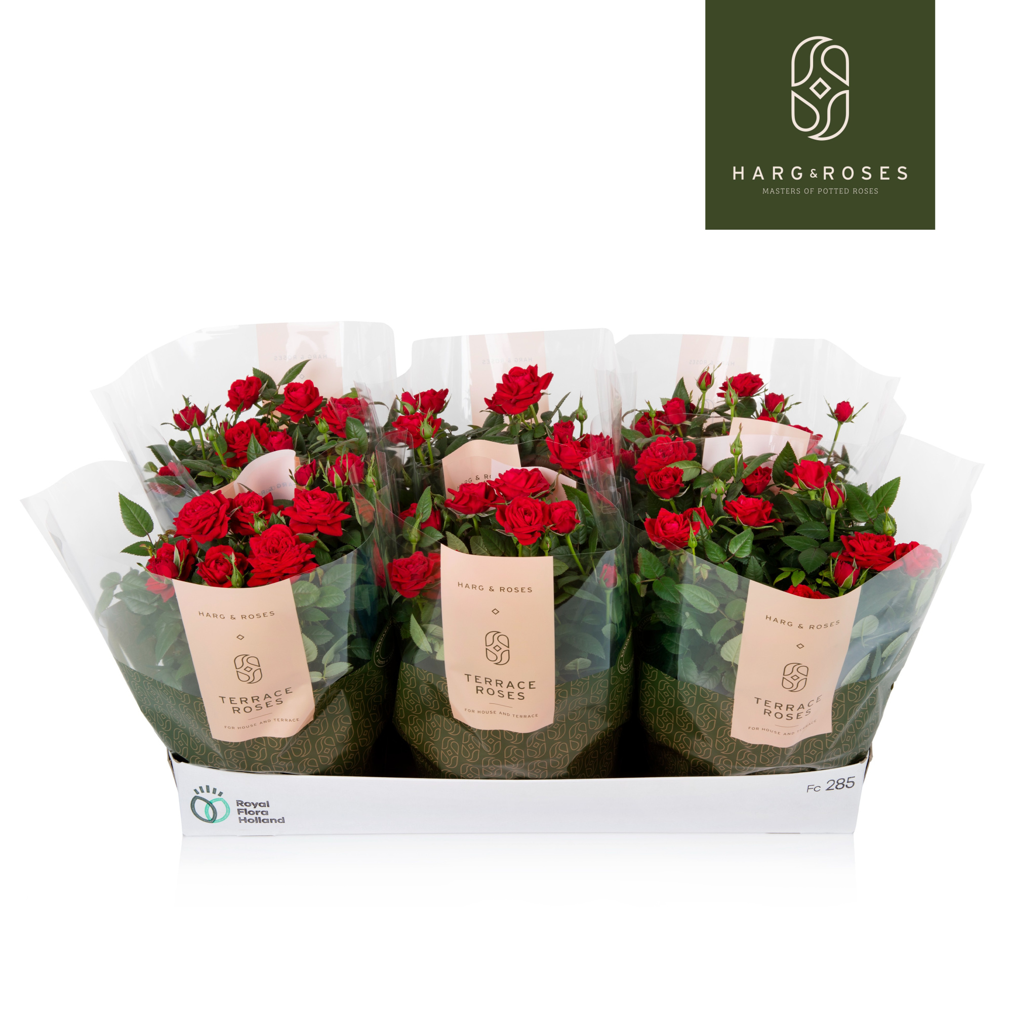 Rosa Kordana Apache Schaal (Rood), D 21 cm