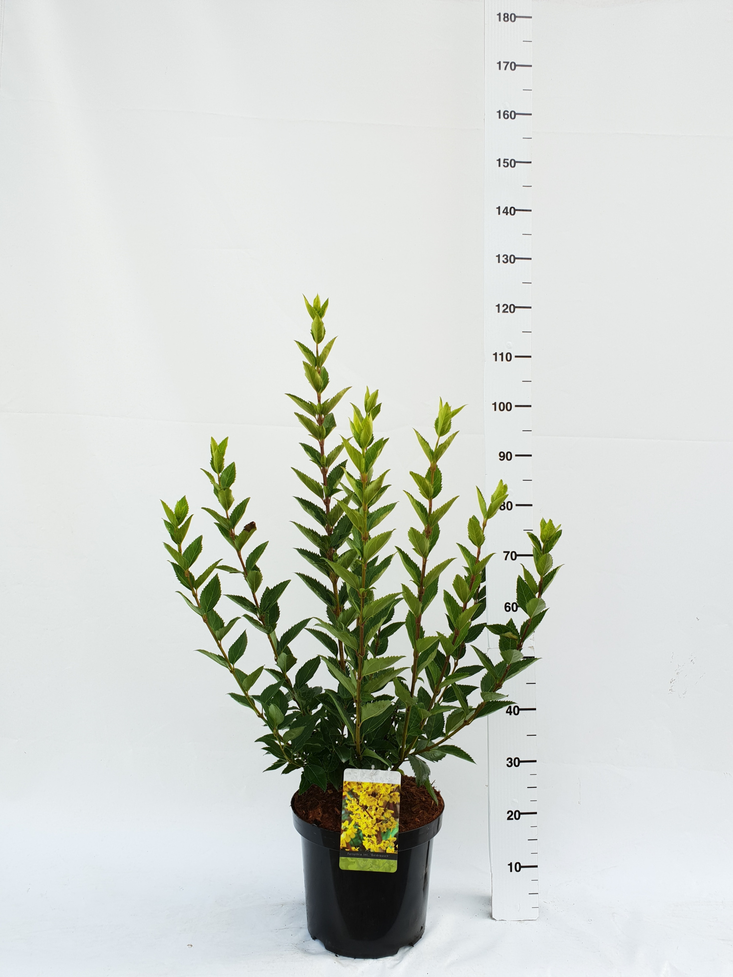 Forsythia 'Goldrausch', D 30 cm