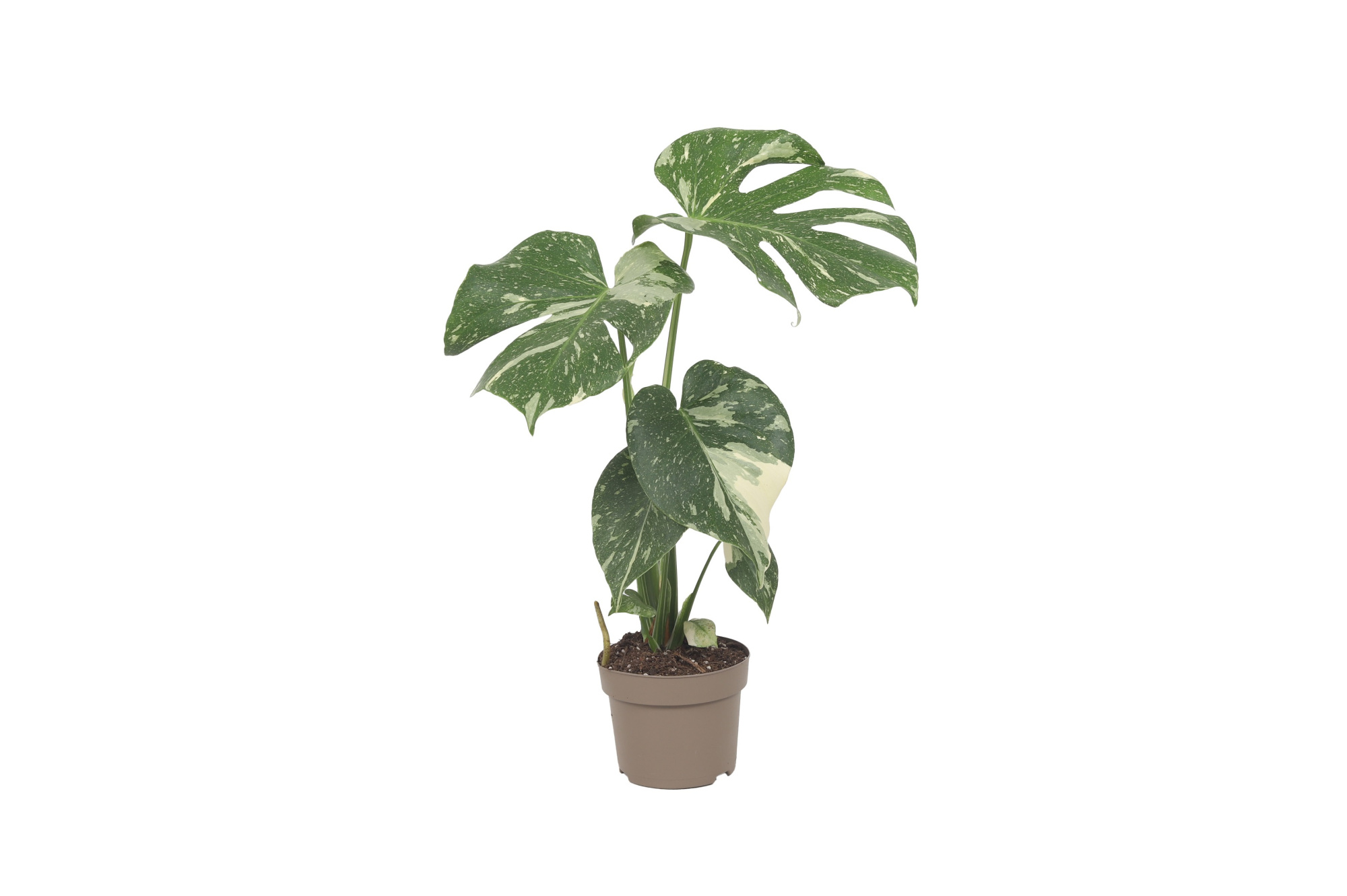 Monstera Thai Constellation 12cm, D 12 cm