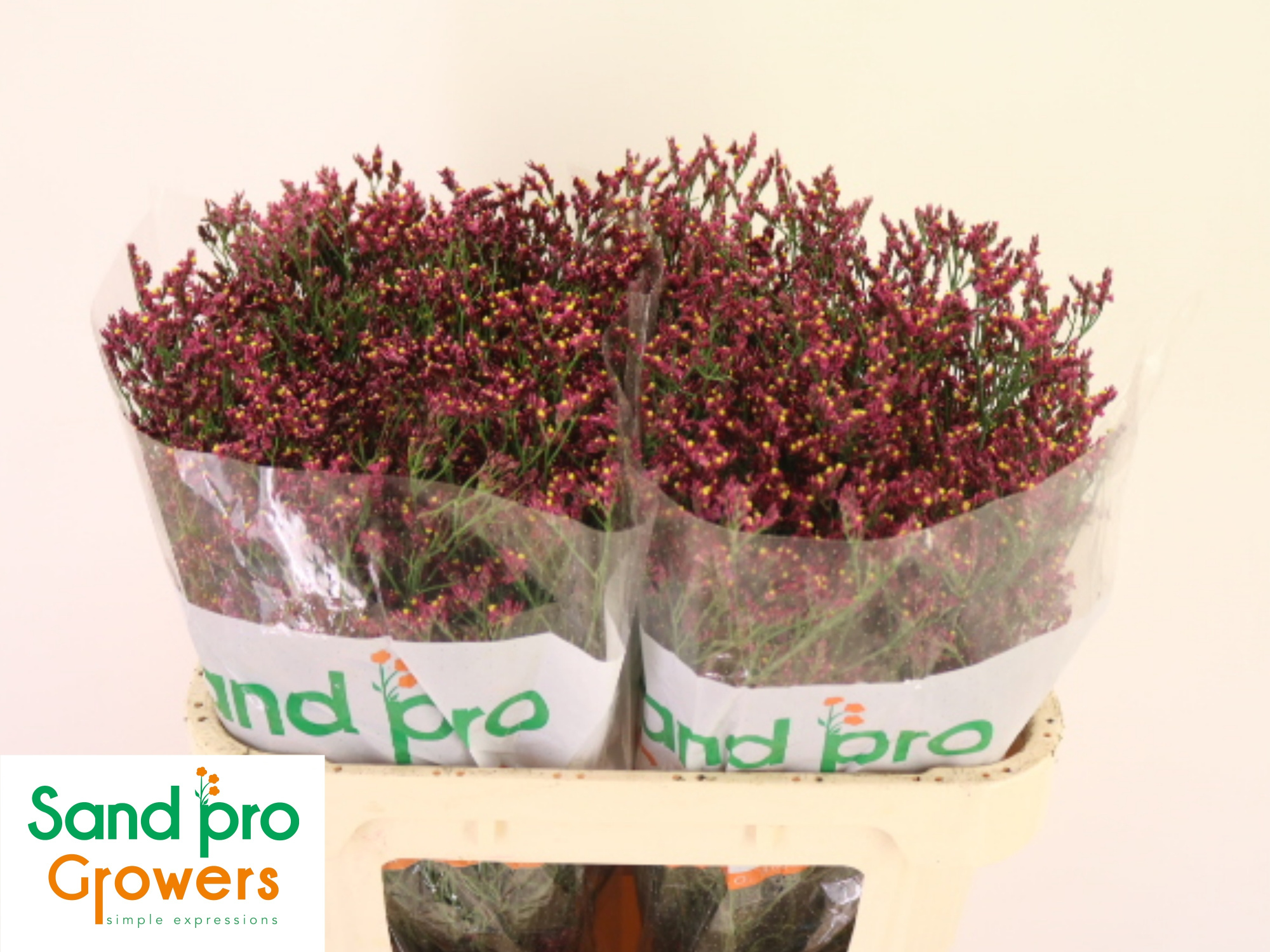 Лимониум Скарлет Даймонд 70, шт.