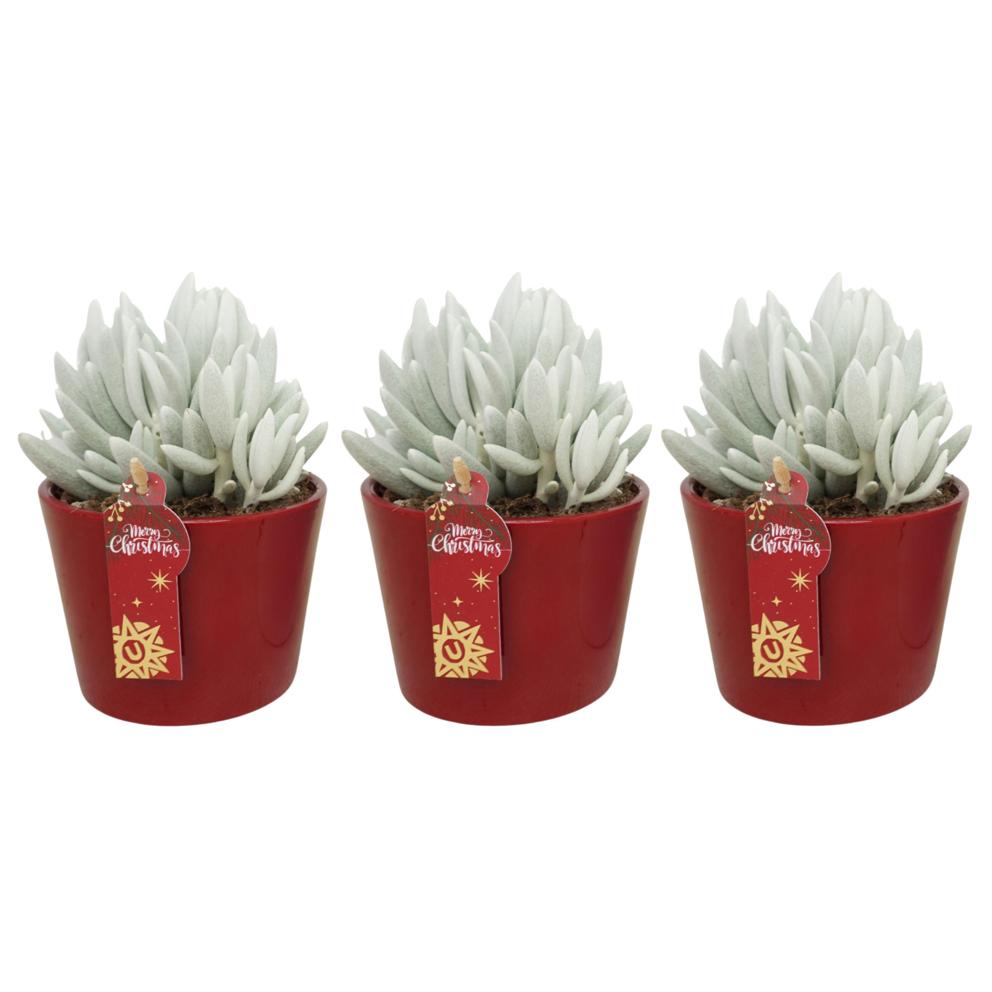 Senecio Mont Blanc 'natural' in 12 cm Rode Kerst pot, D 10,5