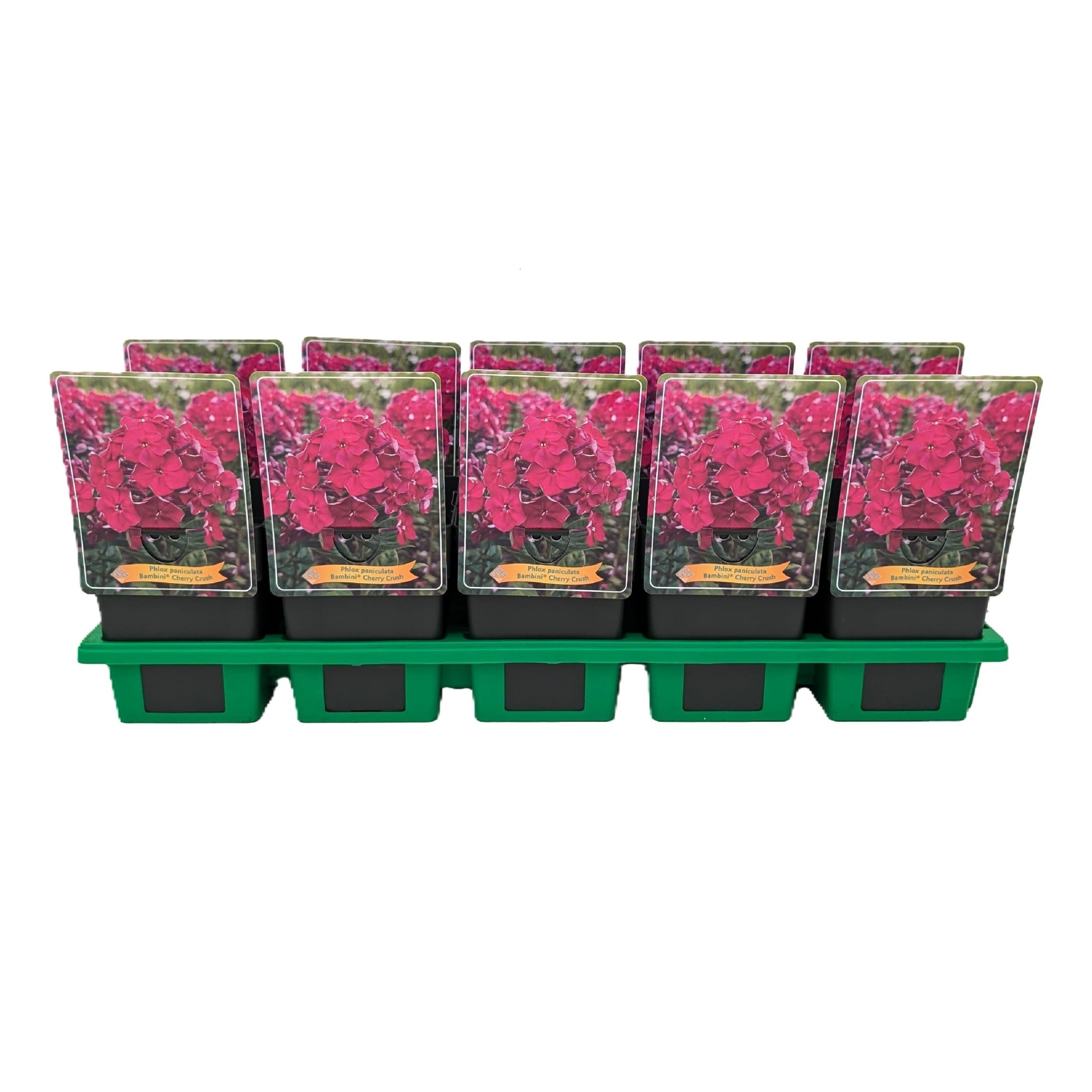 Phlox paniculata Bambini® 'Cherry Crush' P11, D 11 cm