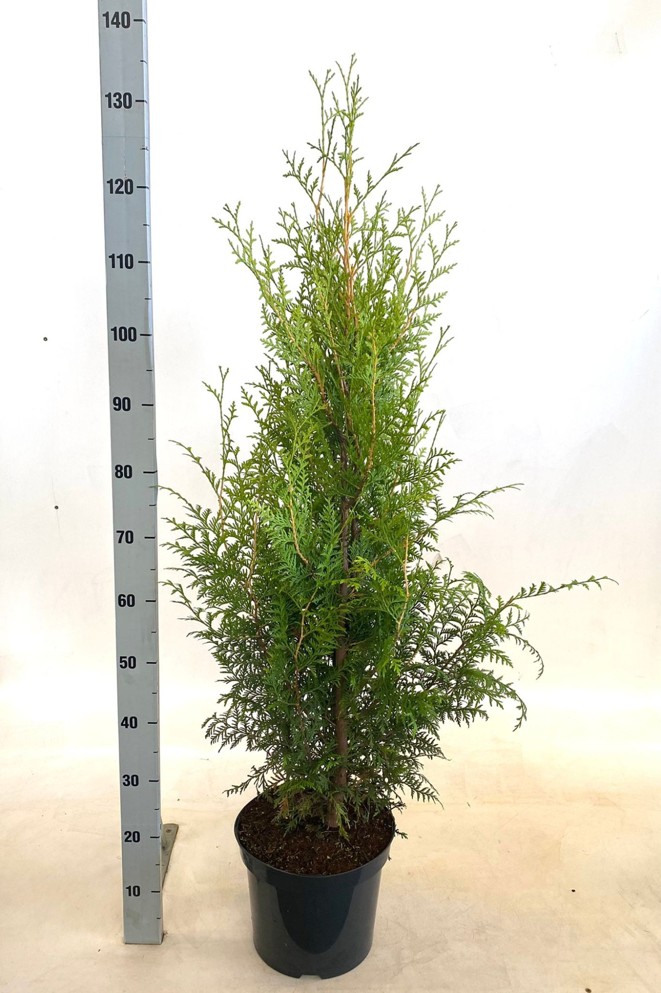 Thuja occidentails Brabant, D 26 cm