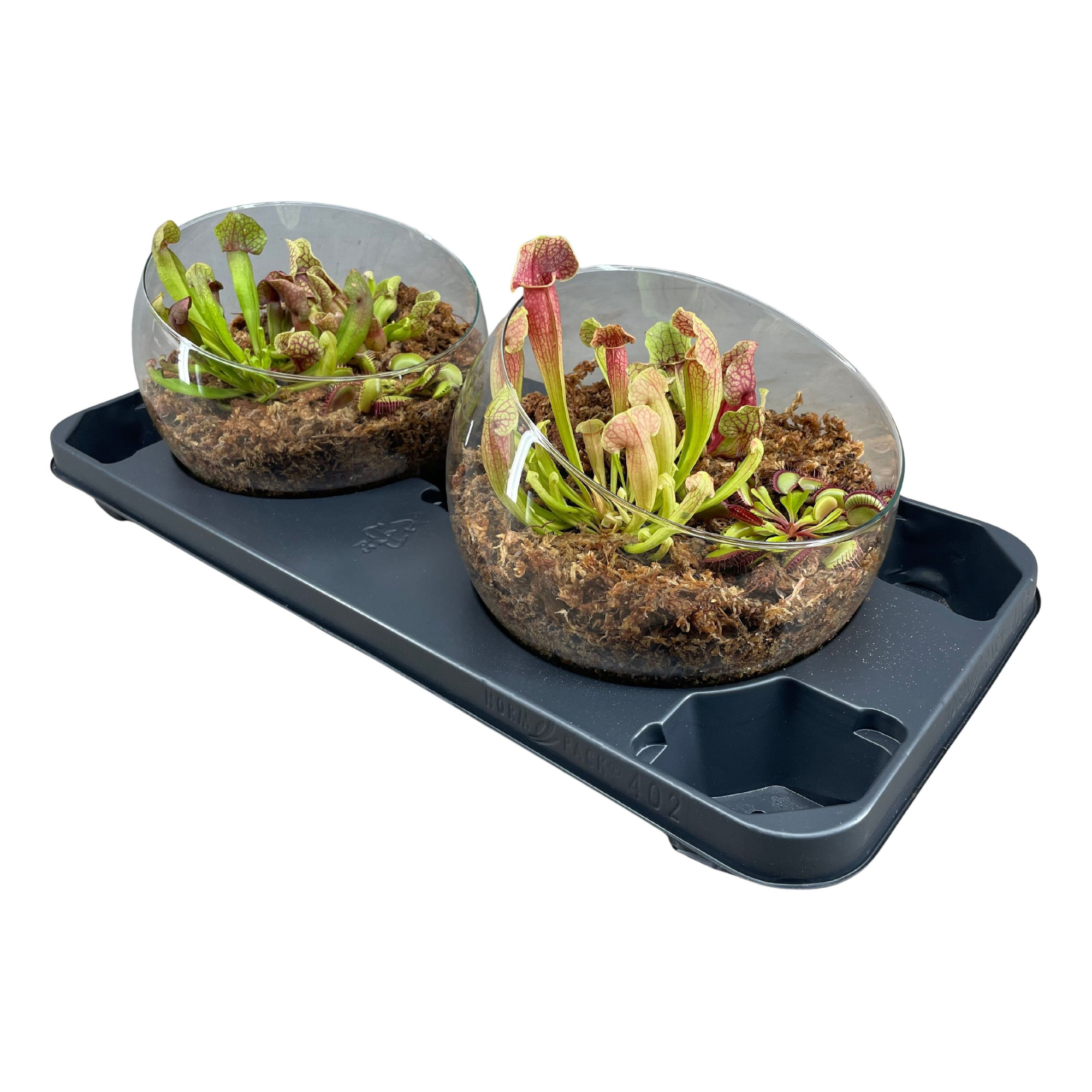 Vleesetende planten in bolvormige glasschaal XL, D 21 cm