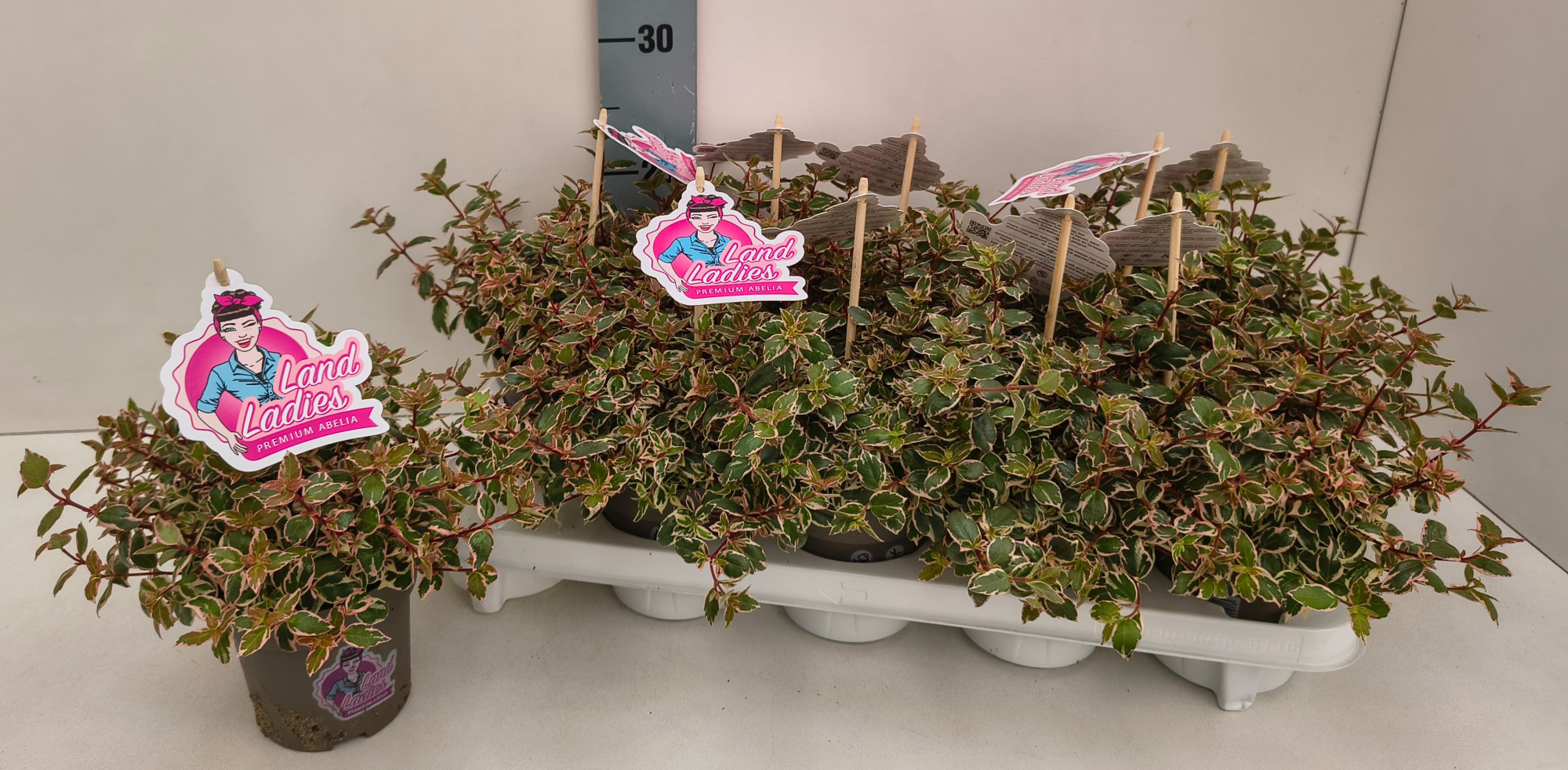 Abelia Pink Lady 11T, D 11 cm